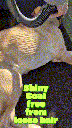 Doggyvac: The Ultimate Pet Hair and Massage Solution
