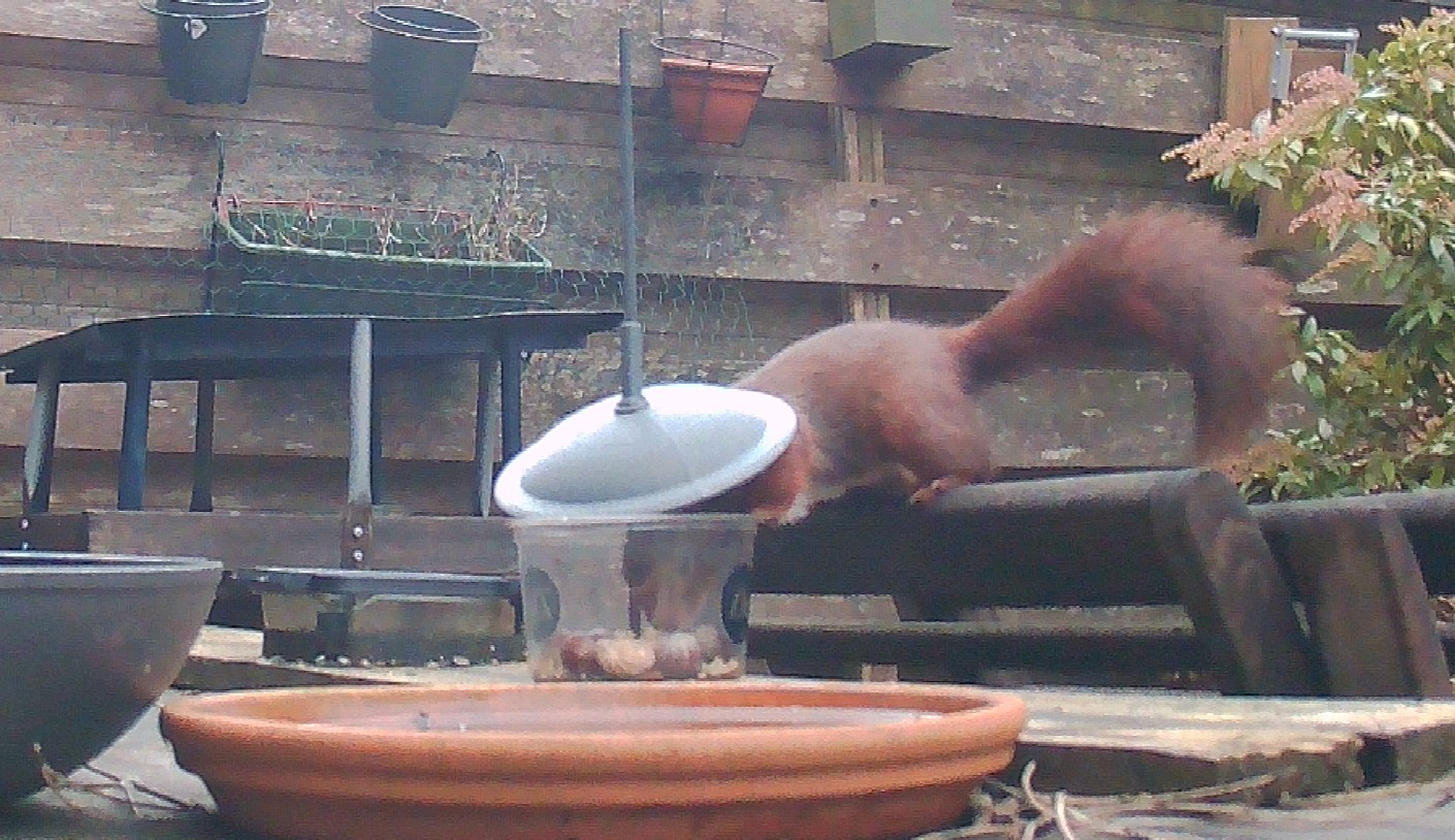 Squirrel feeder