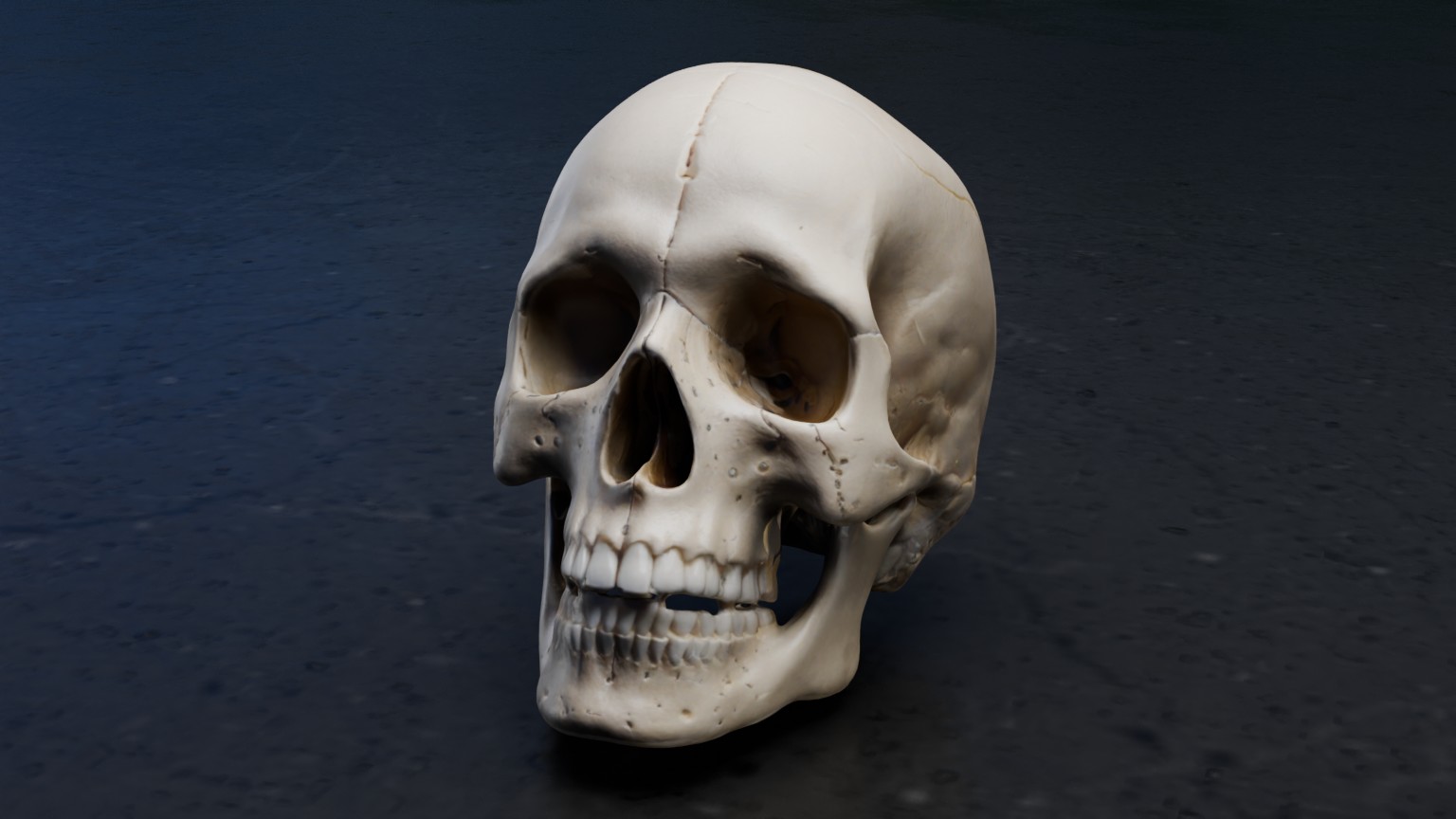 Real skull