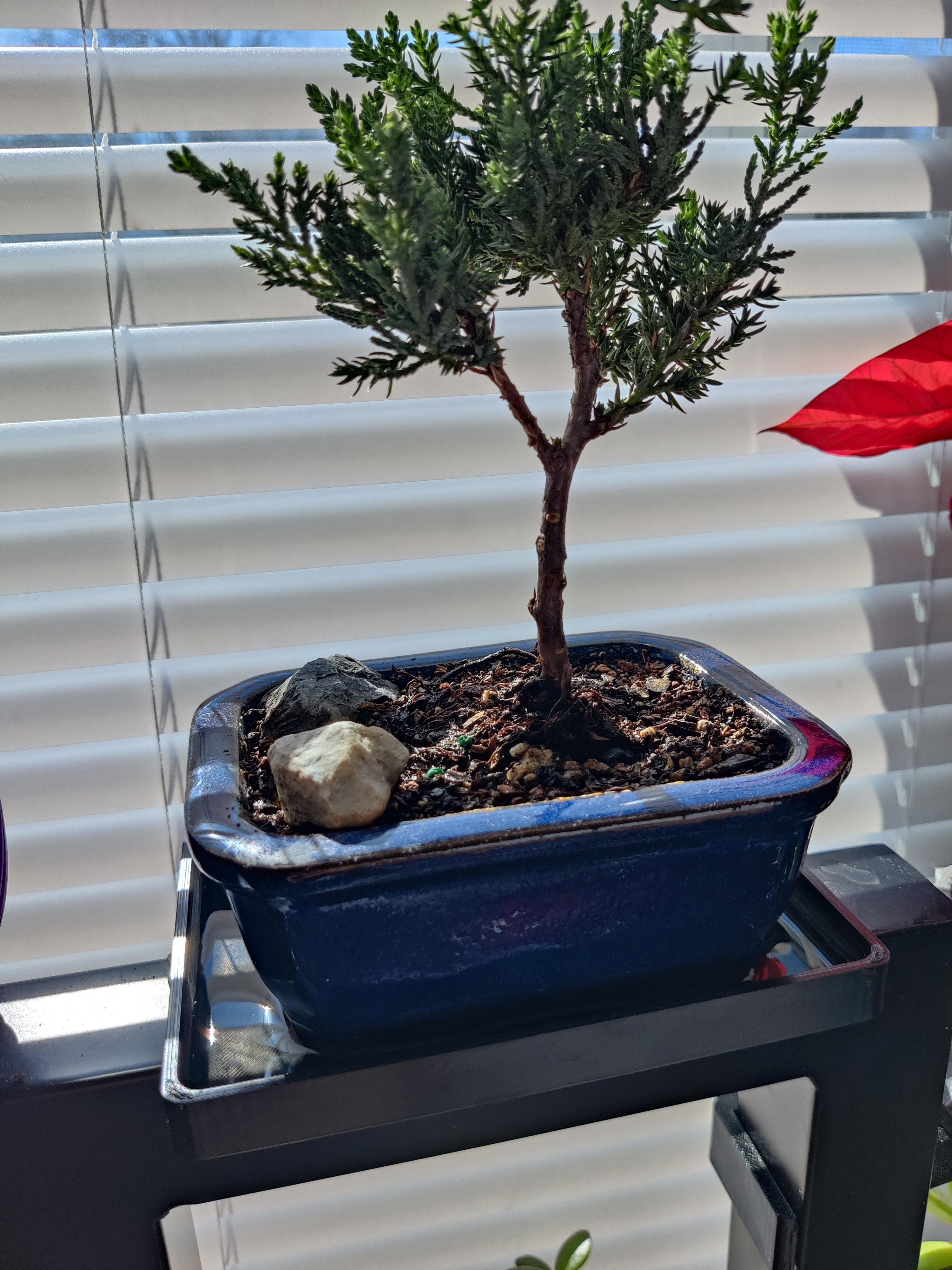 Rectangular Bonsai Water Tray