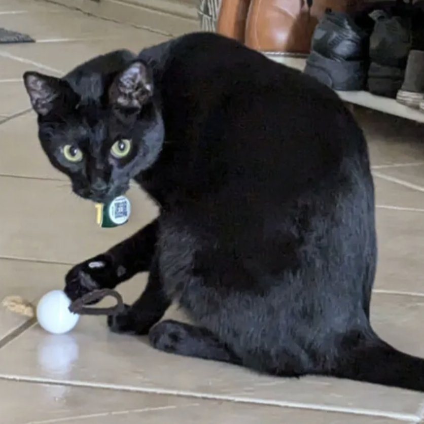 Hair Tie Cat Ball Toy