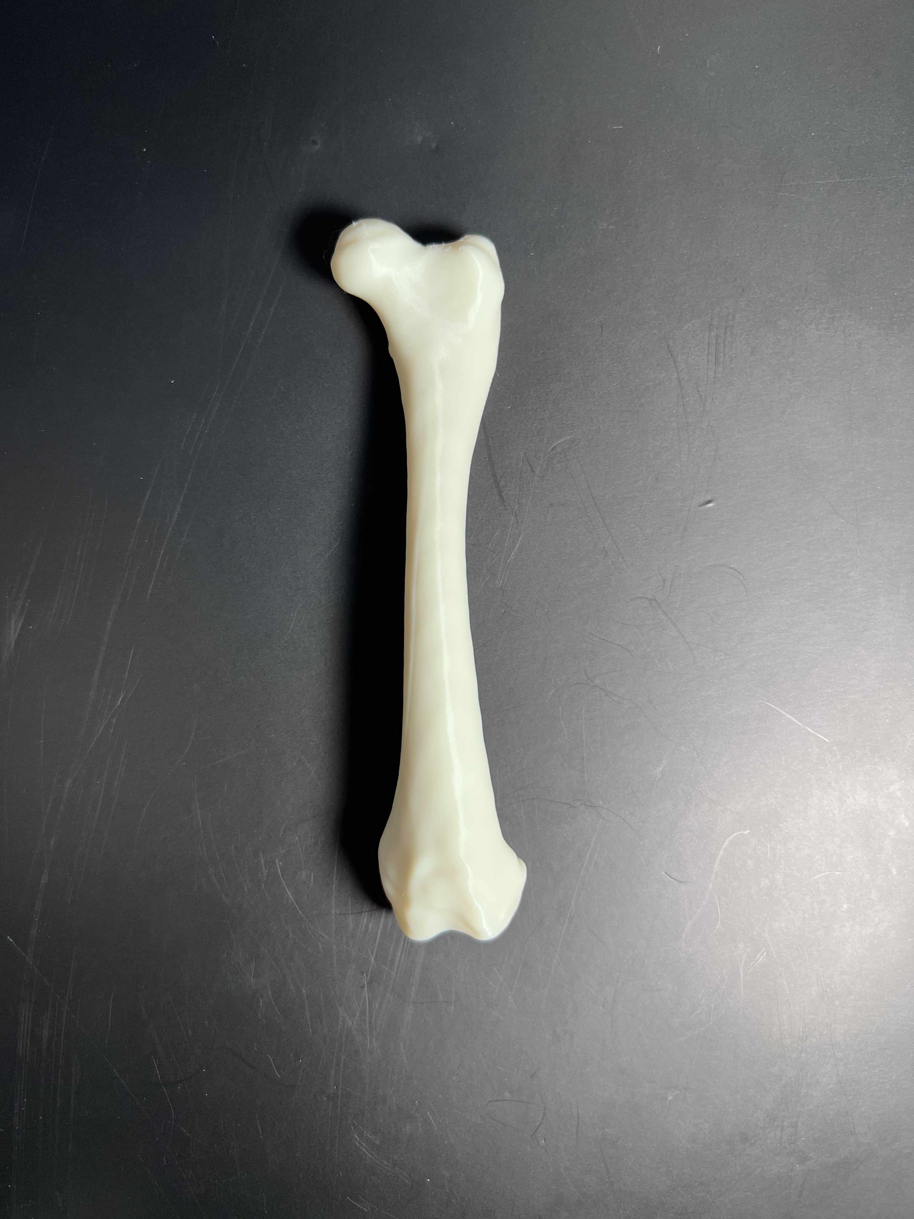 Raccoon Left Femur