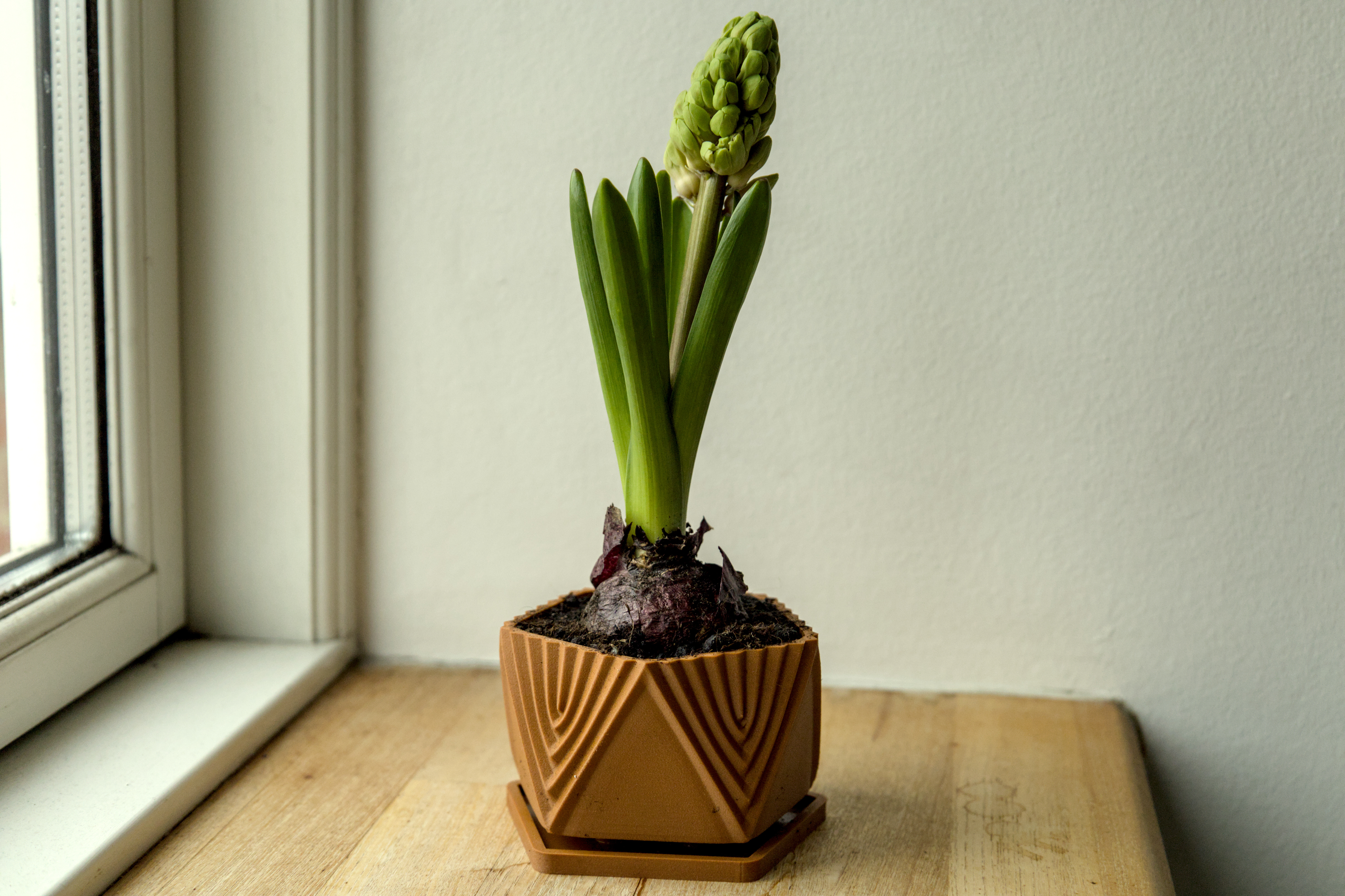 Pot 24