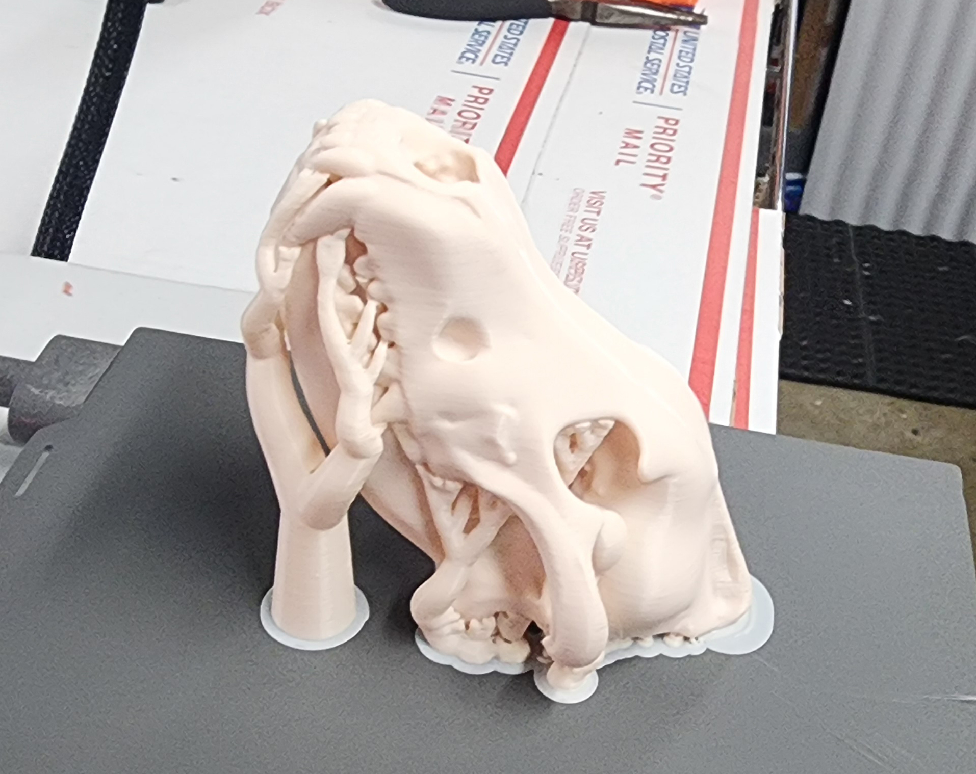Miniatura 5 do modelo 3D Gray Wolf Skull