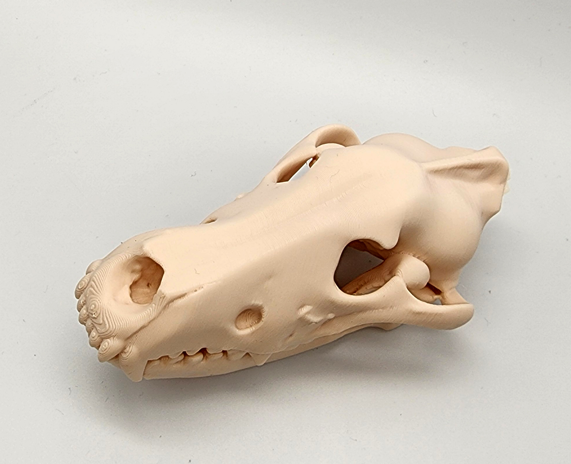 Miniatura 3 do modelo 3D Gray Wolf Skull
