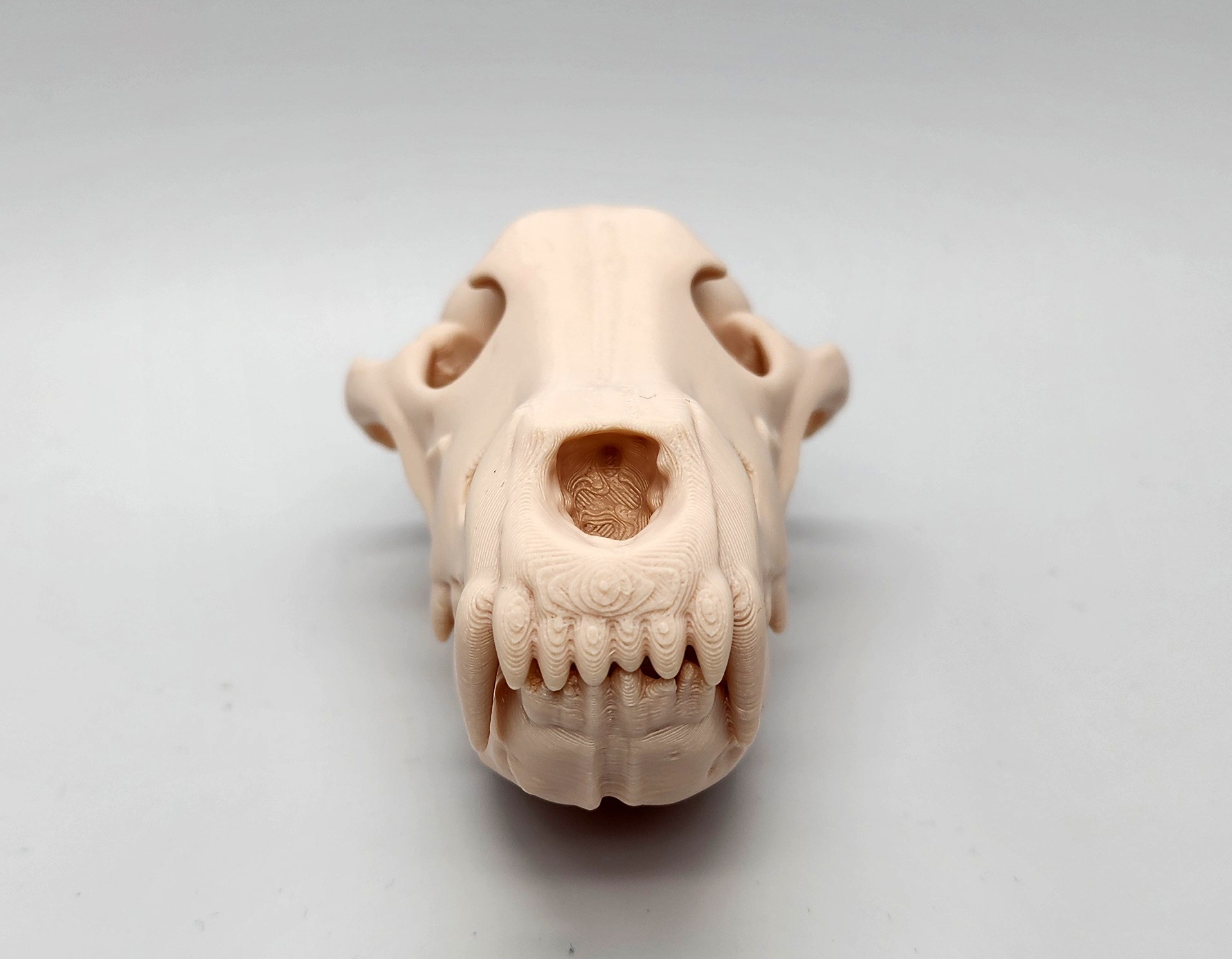 Miniatura 4 do modelo 3D Gray Wolf Skull