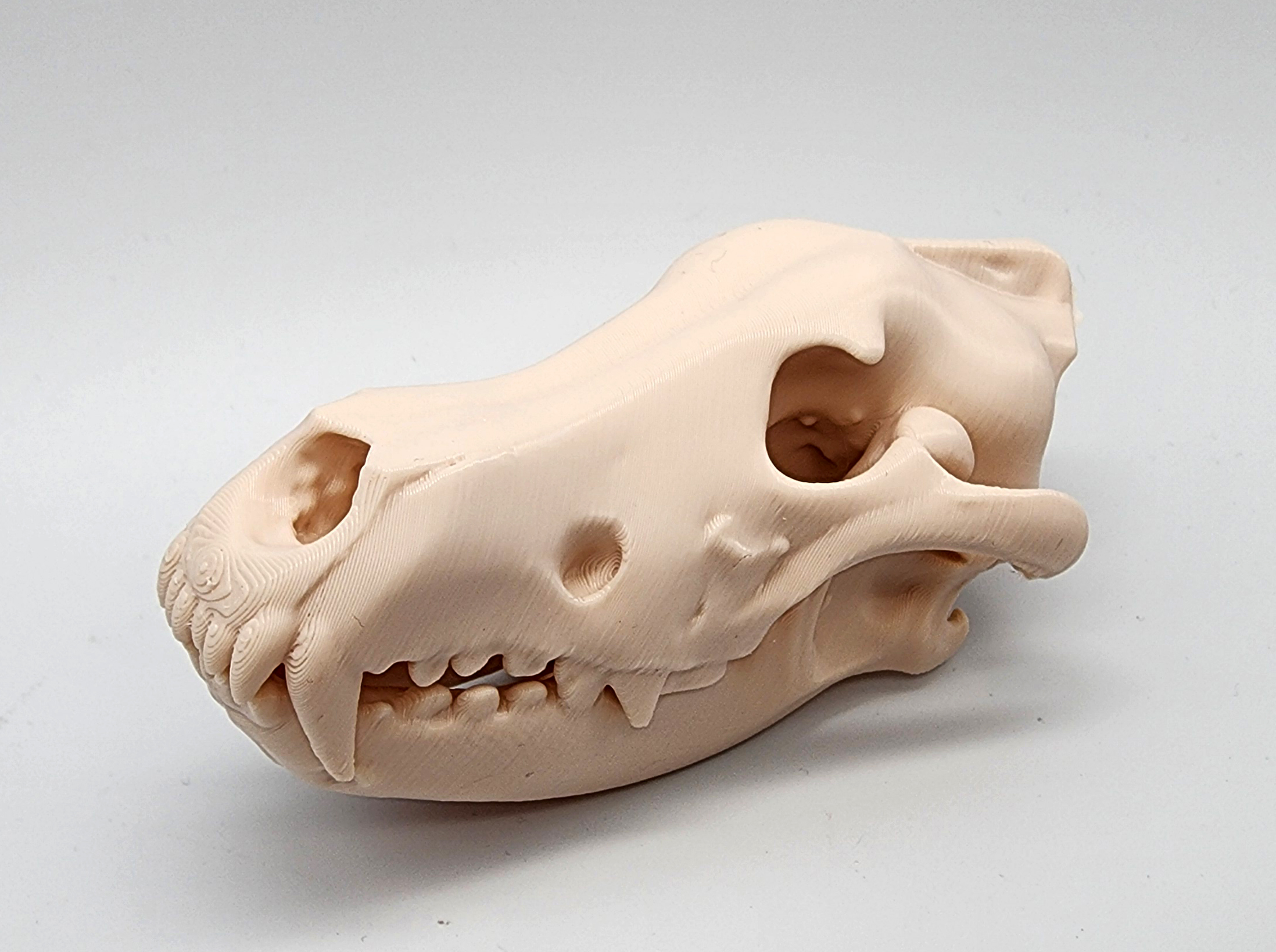Miniatura 2 do modelo 3D Gray Wolf Skull