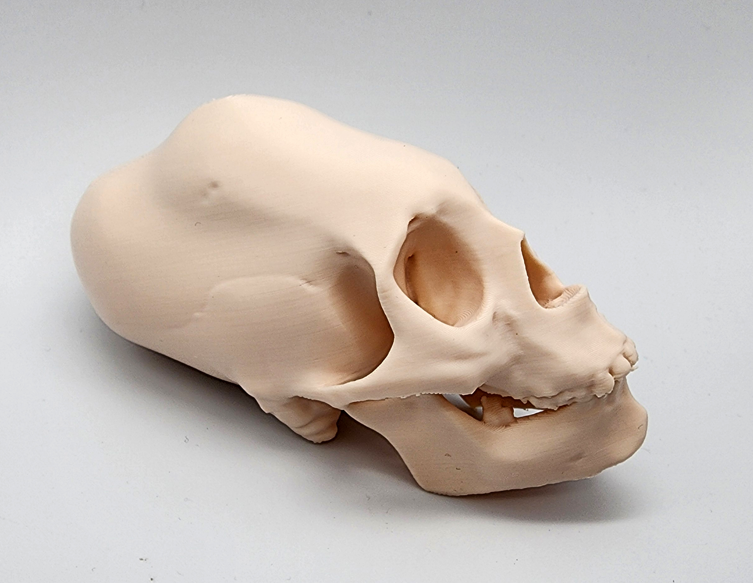 Human Peruvian Female Skull with Cranial Binding