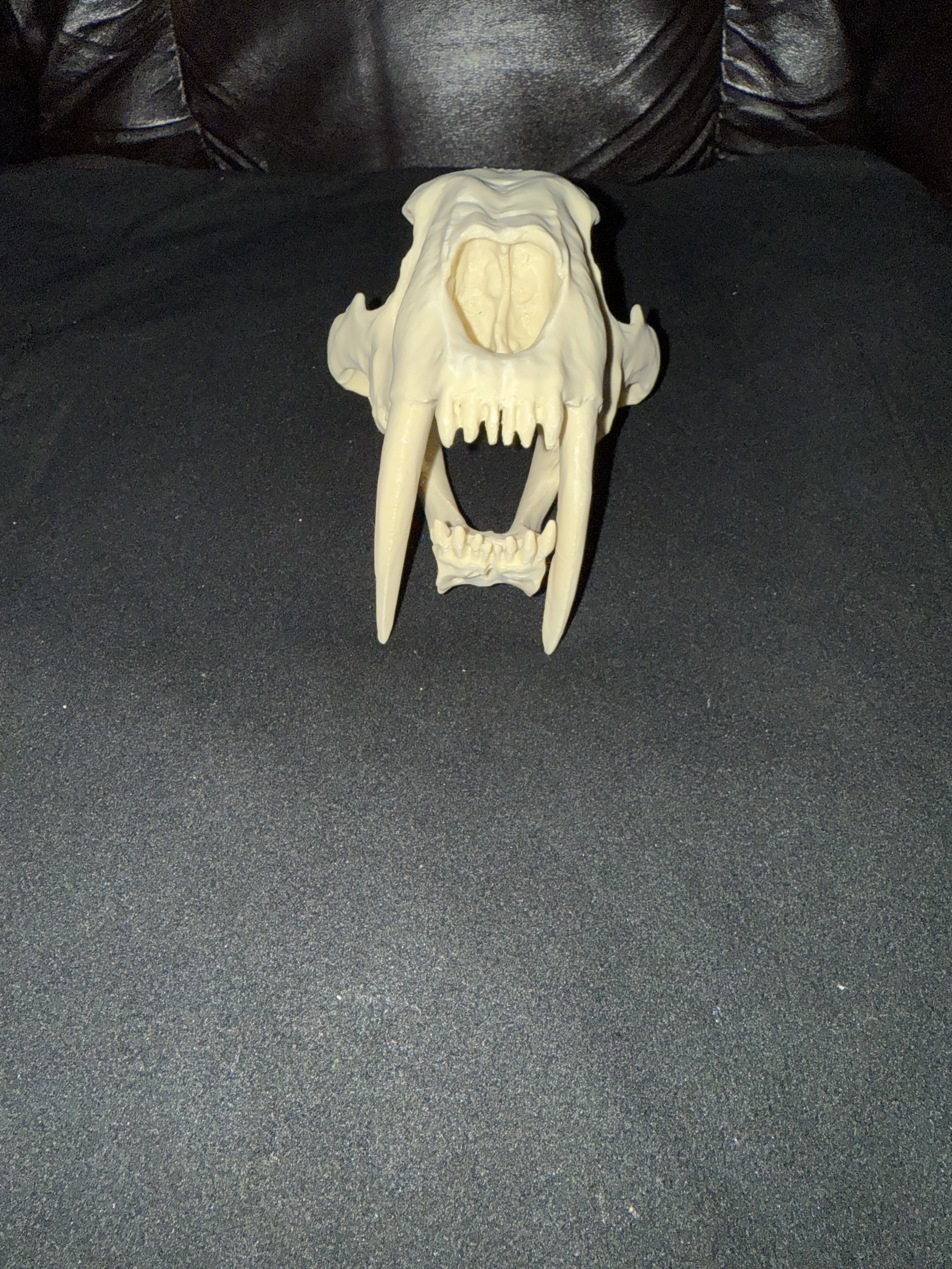 Saber Tooth Tiger Skull