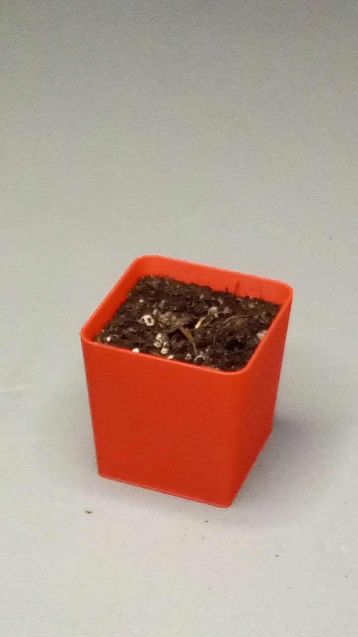 Reusable seeding pot - Mifa GrowSystem