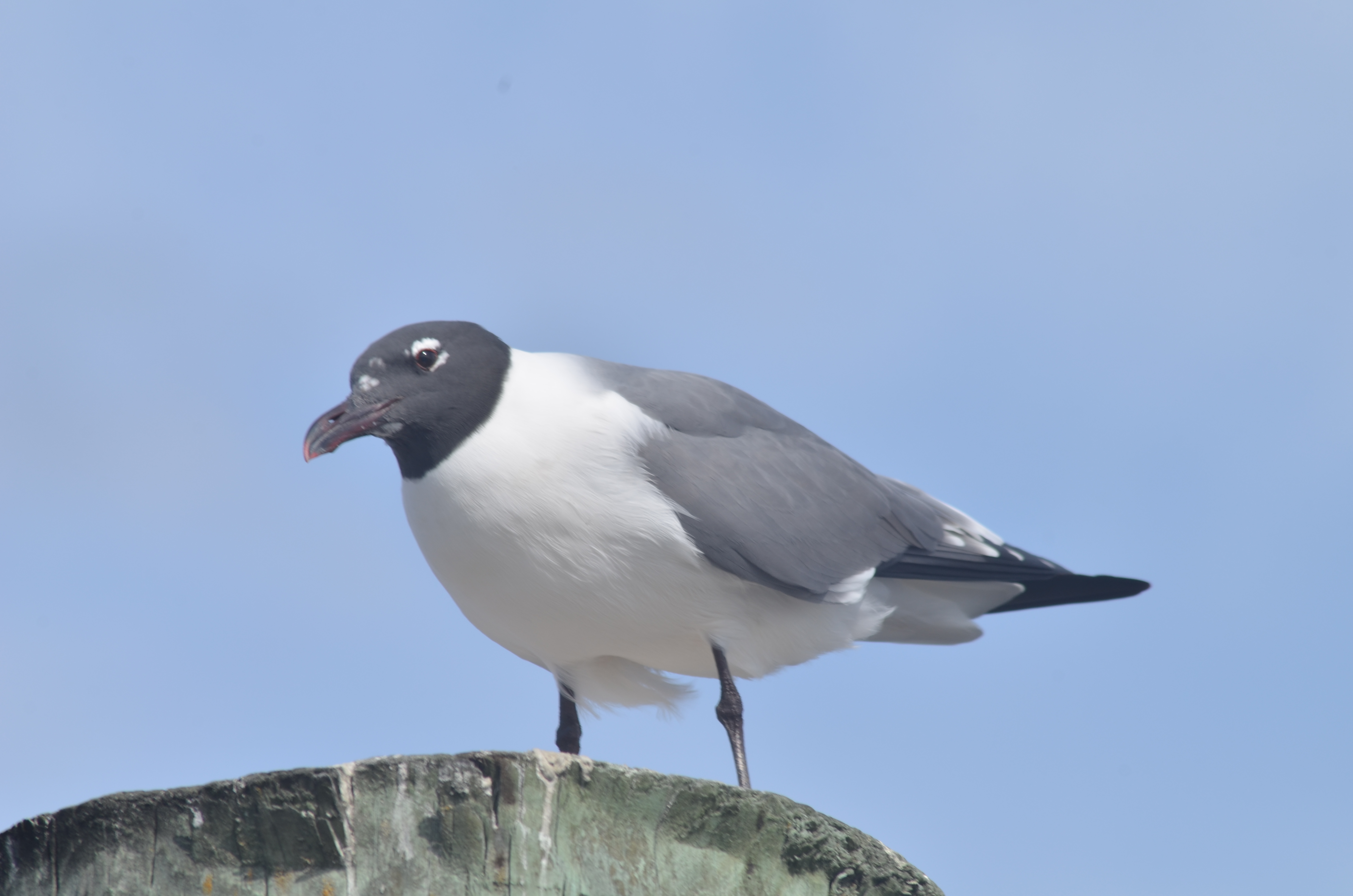 Seagull