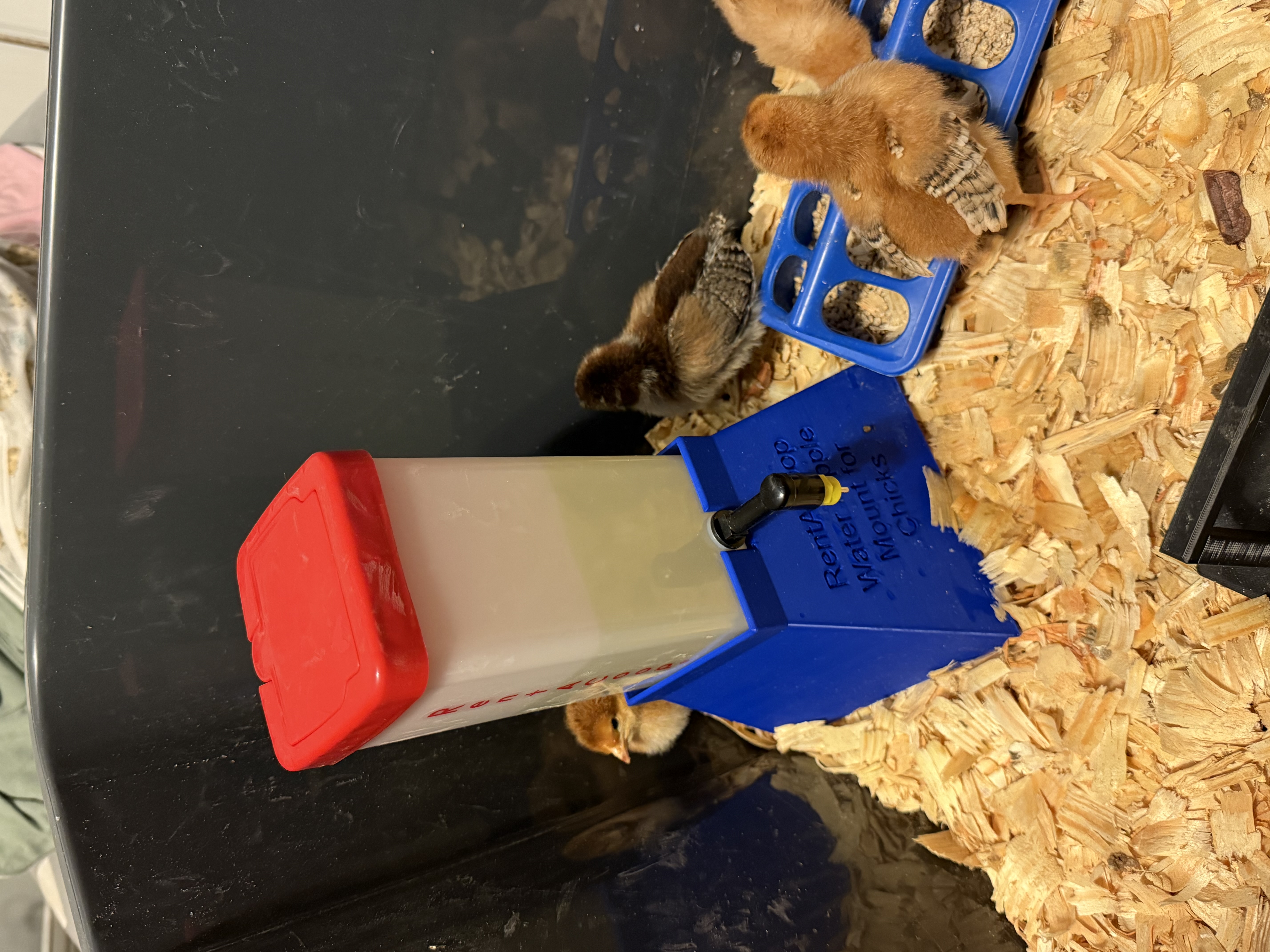 Rent-A-Coop Water Nipple Cup Mount