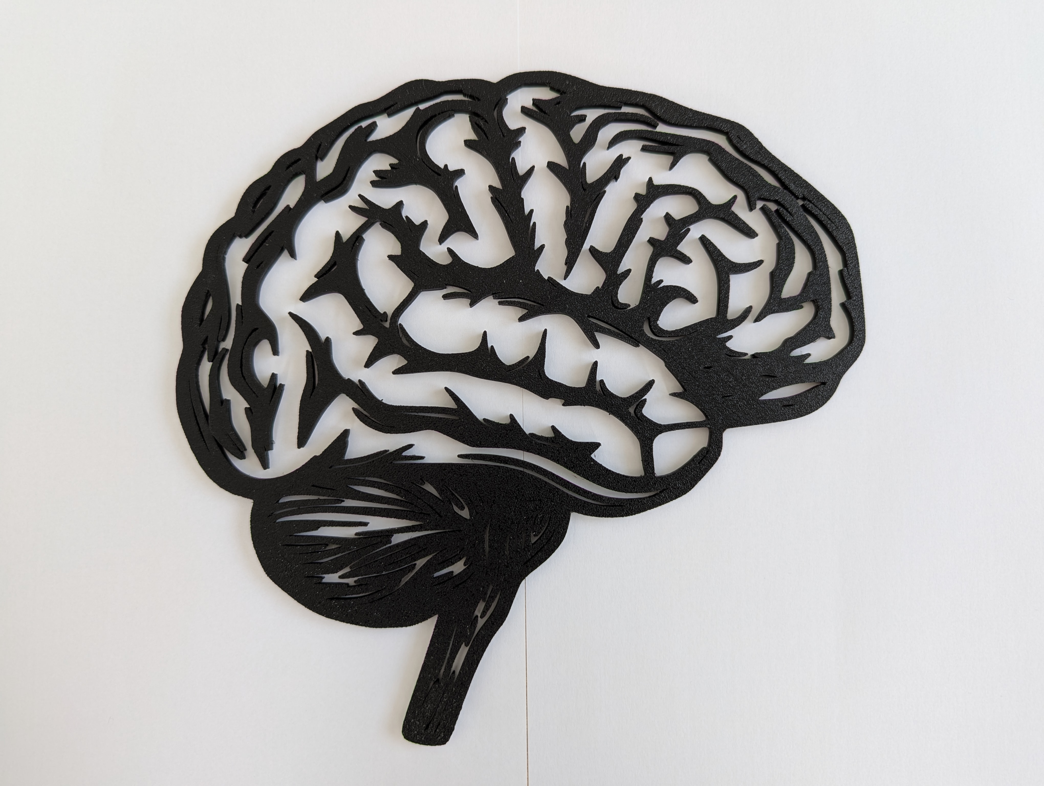 Human Brain Outline Model