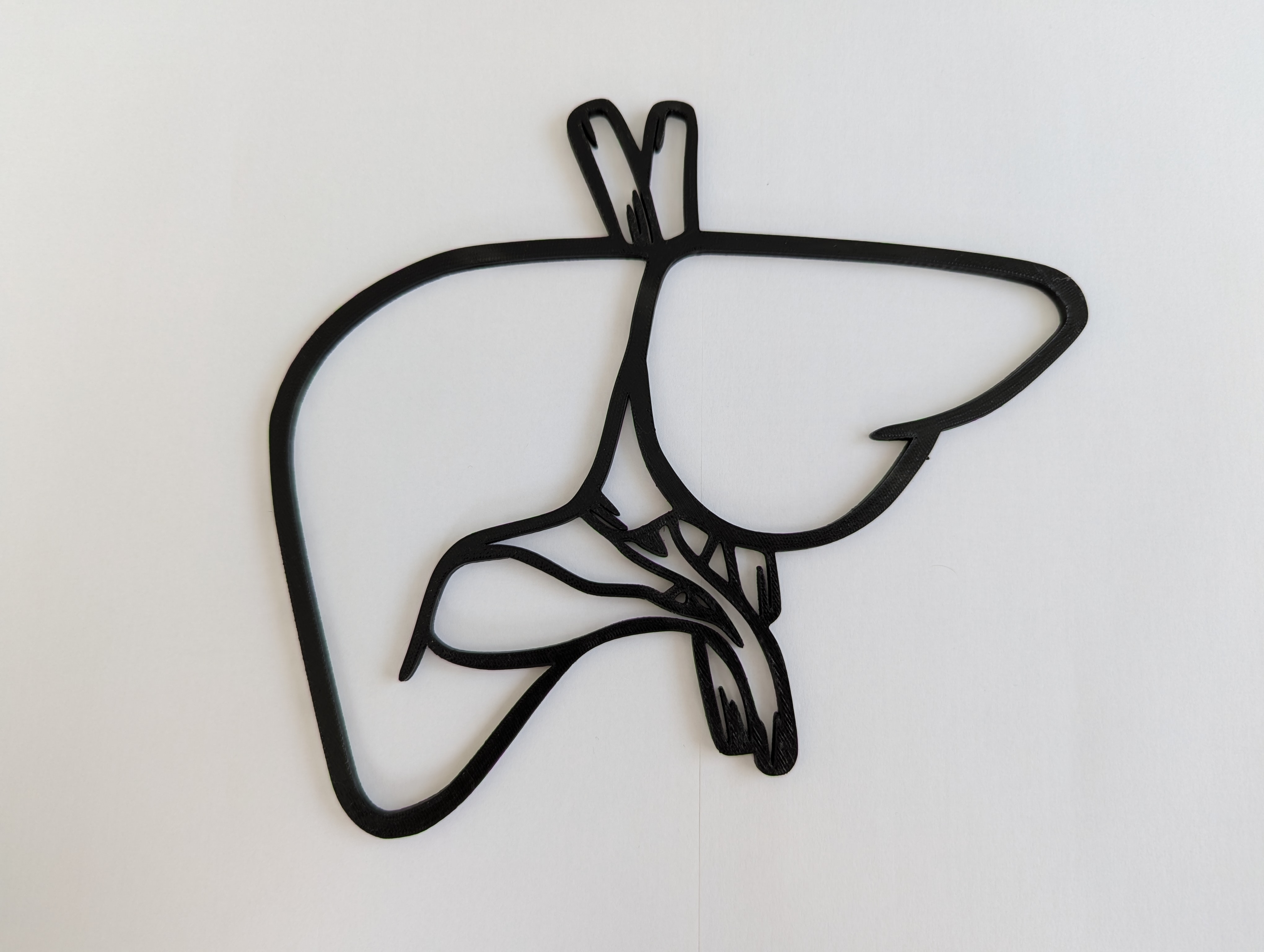 Human Liver Outline Model