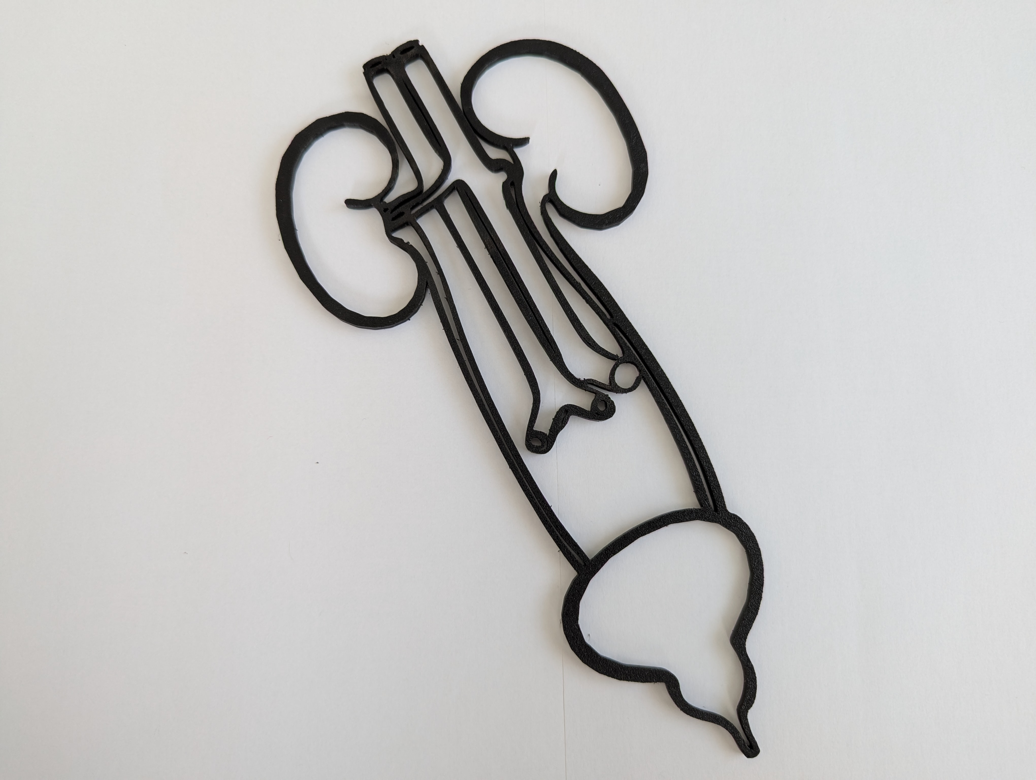Human Urinary System Outline Model