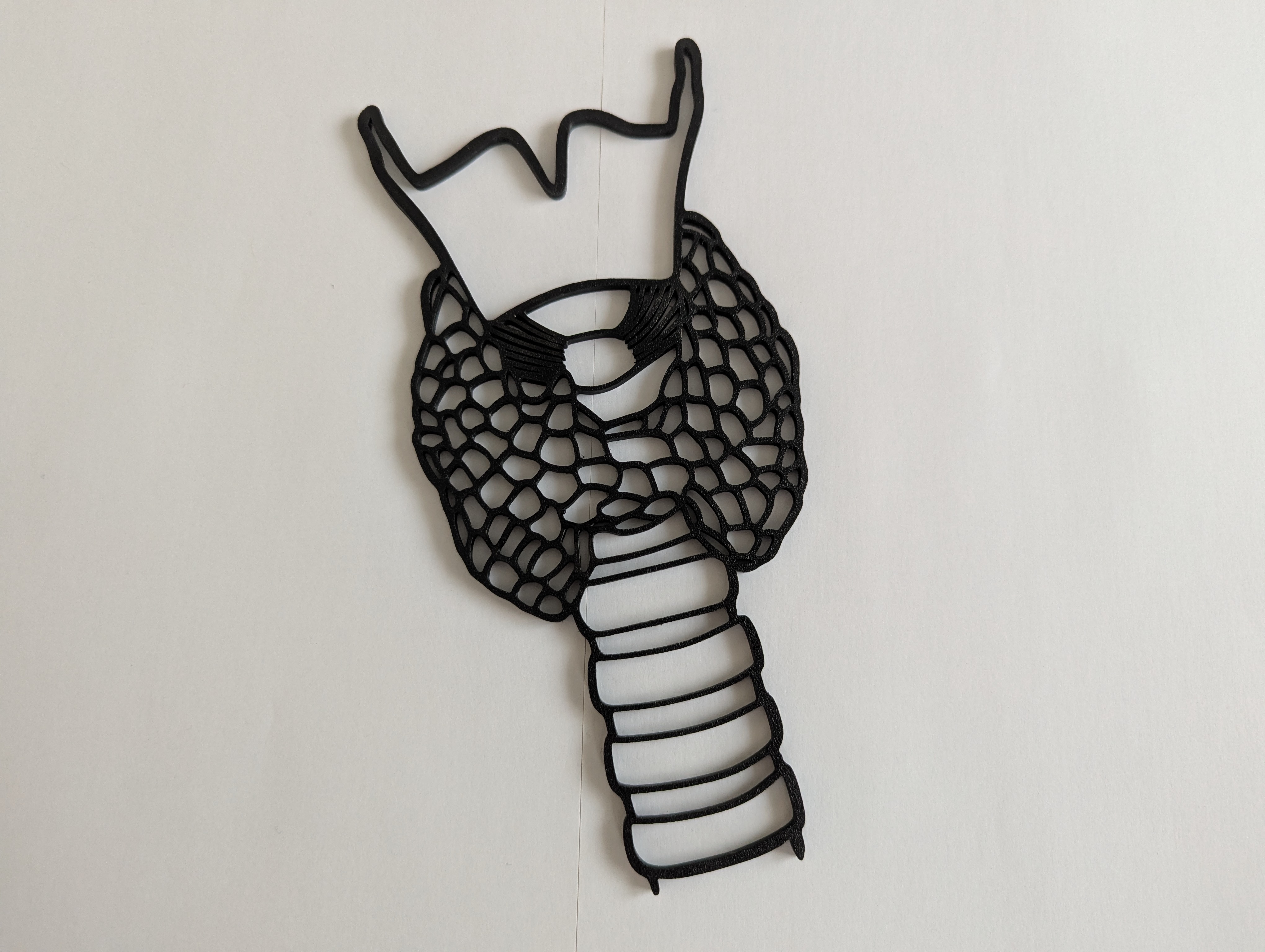 Human Thyroid Outline Model / Wall Art