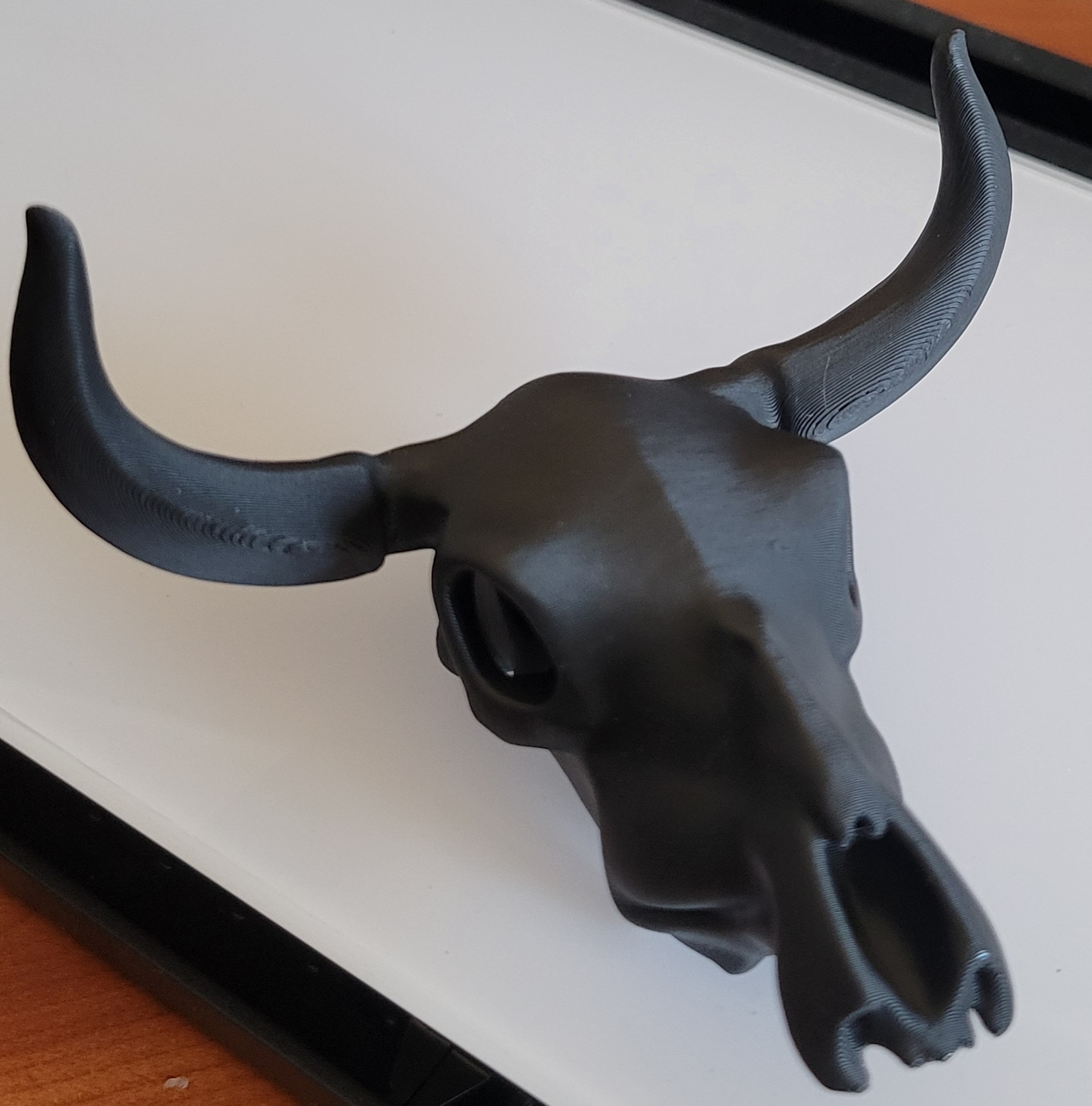 Cow Skull