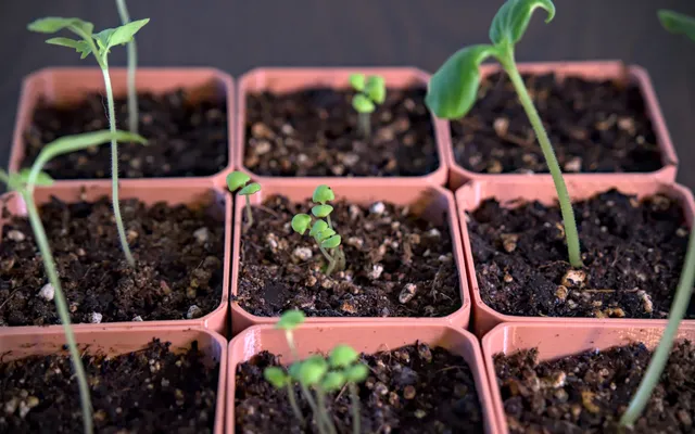 Parametric Seed Starter