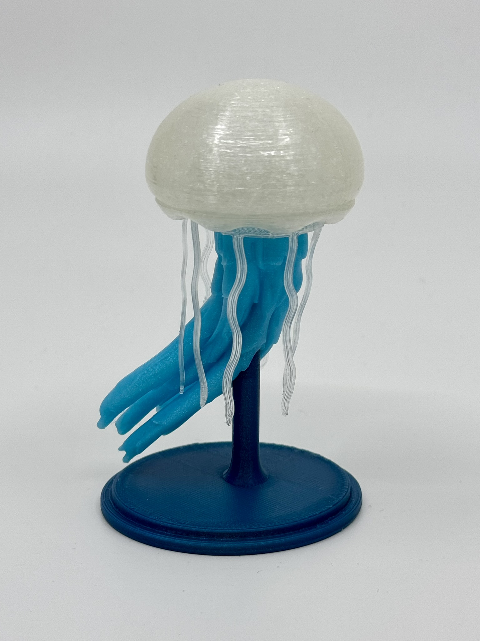 Jellyfish
