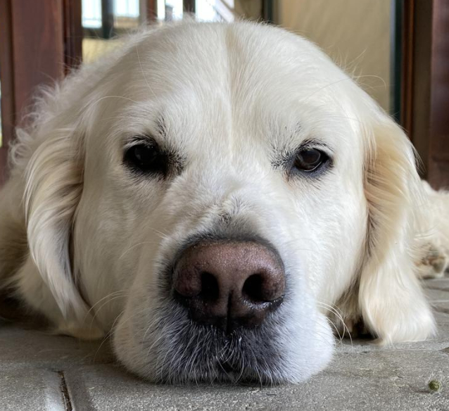 Saphir - Golden Retriever