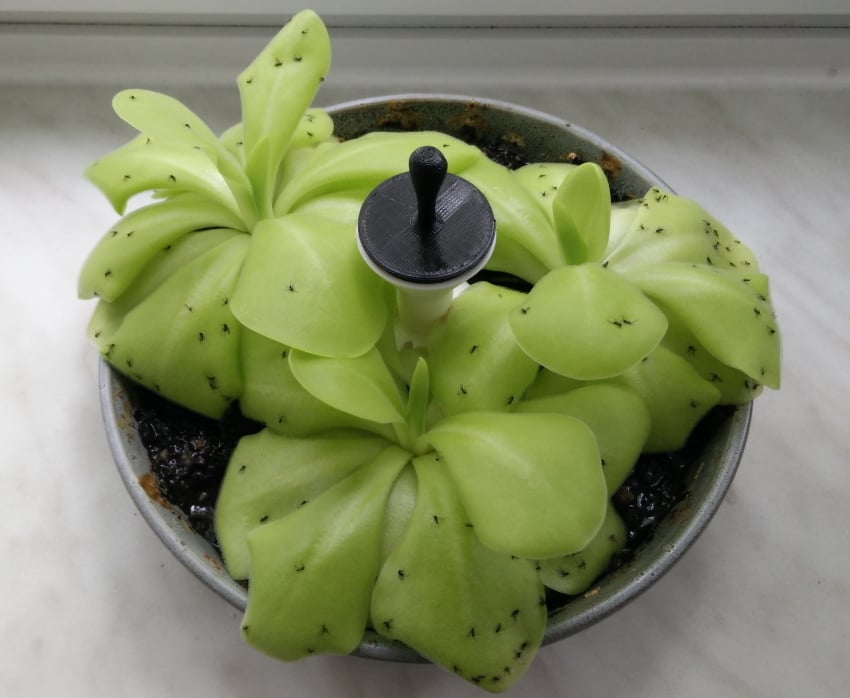 Swamp Plant sub-soil water tank