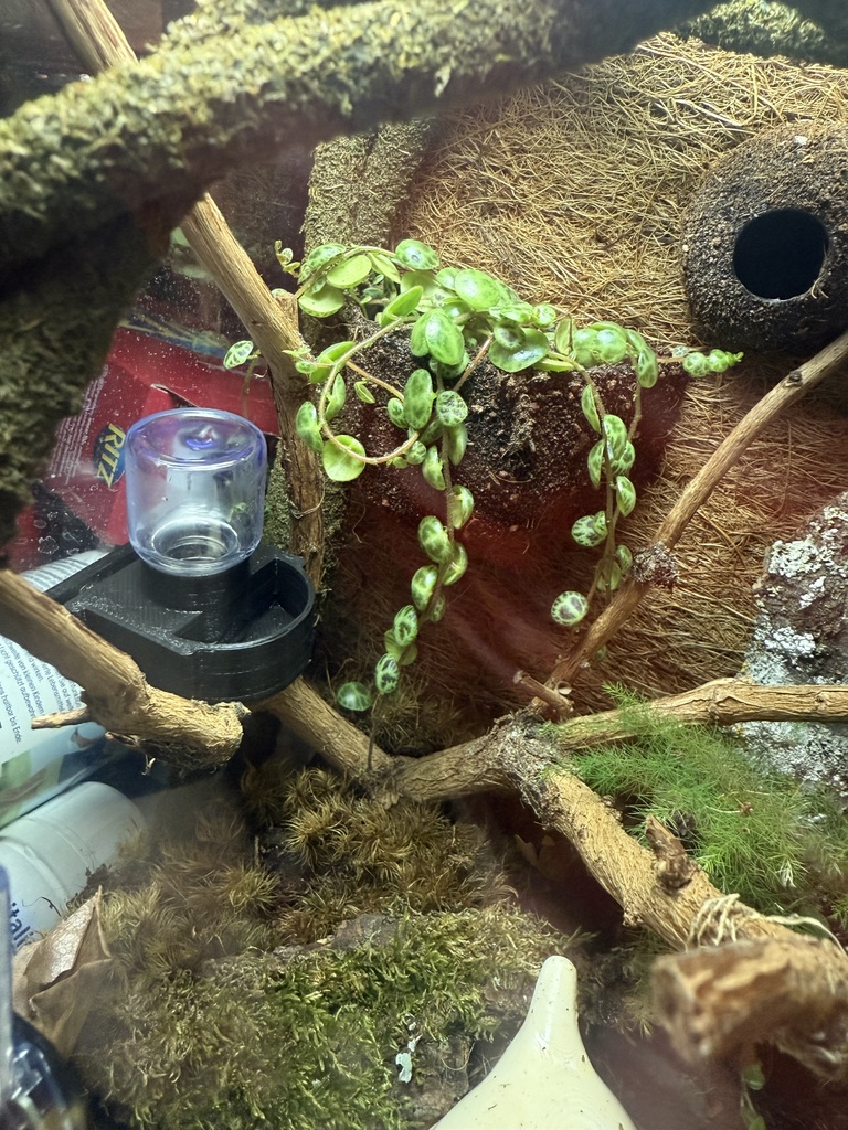 Spinnentränke  Springspinne Jumping Spider Waterdish