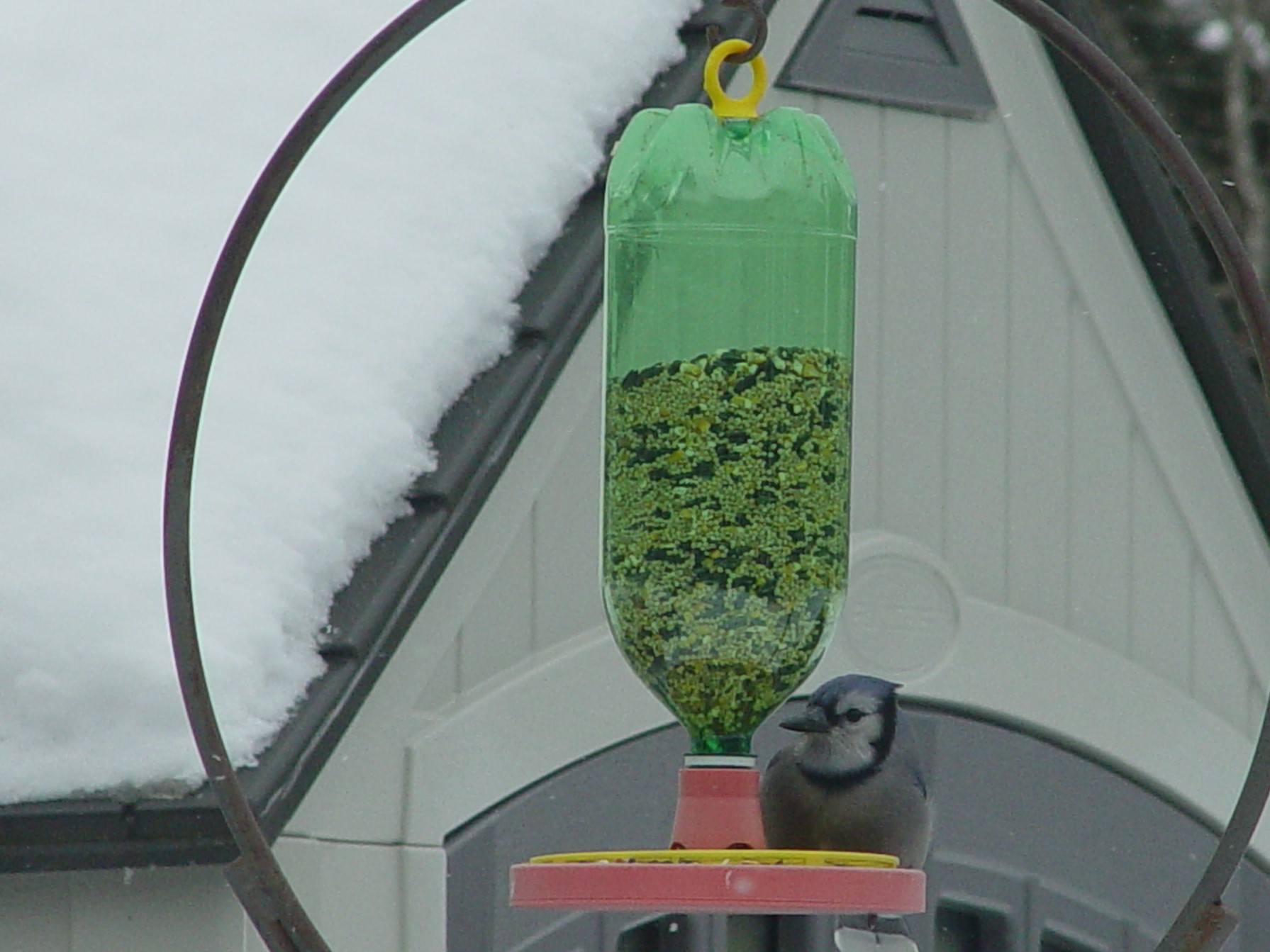 Bottle Bird Feeder
