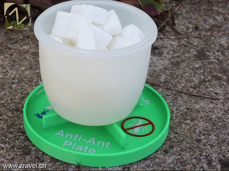 Ant-Barrier Plate – Zravel Garden Solution