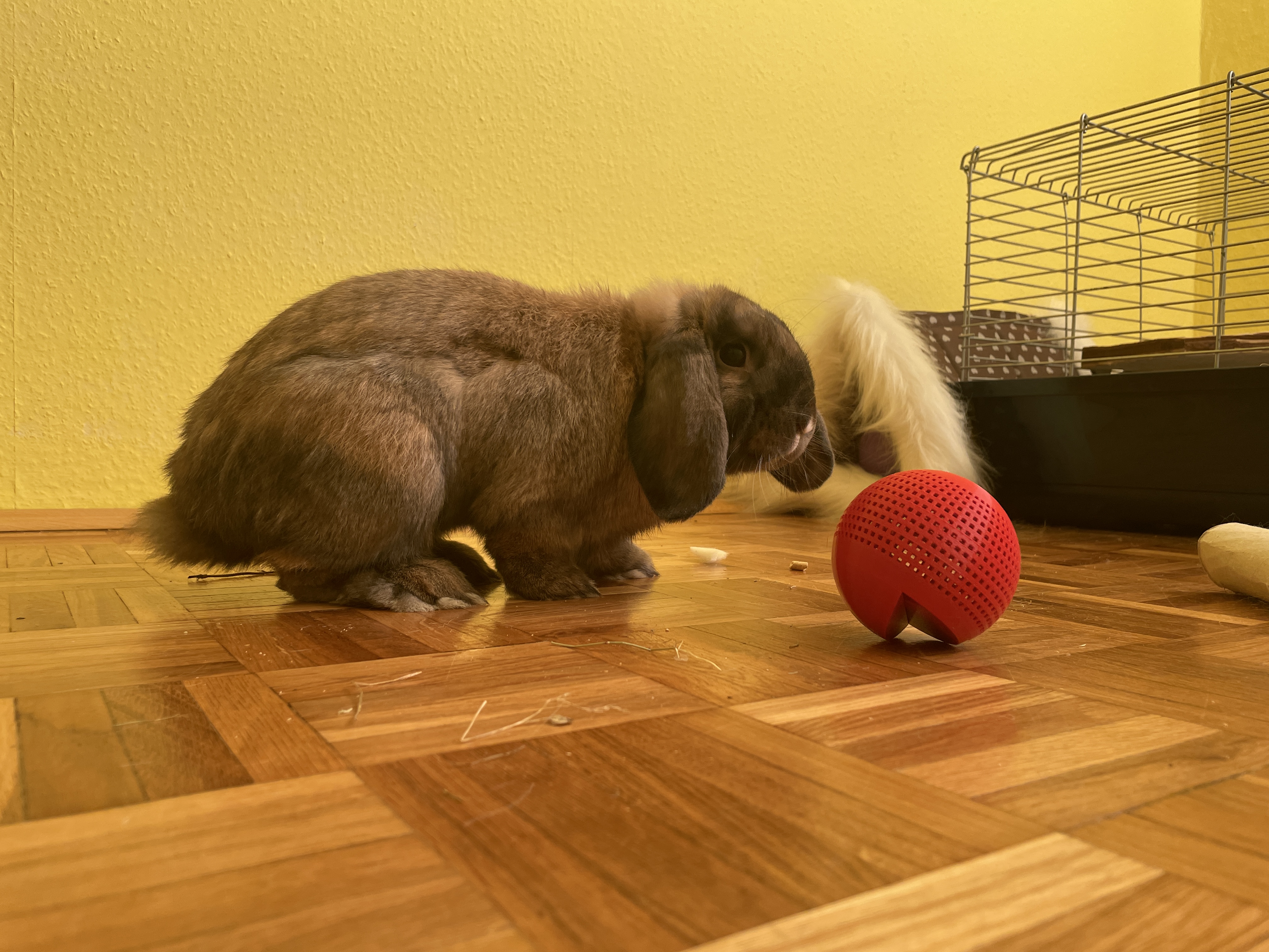 Pet snack ball