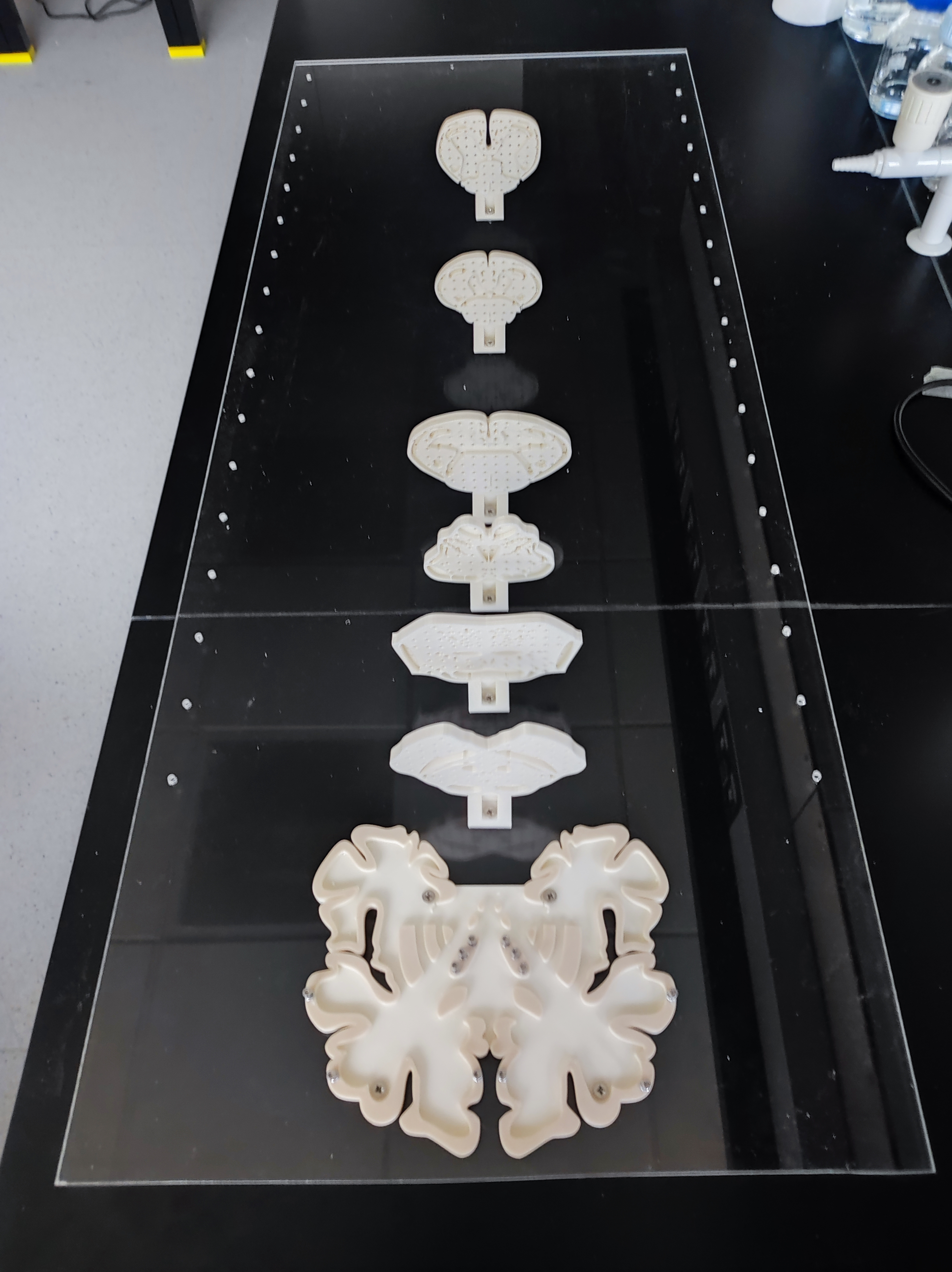 Spinal cord pathways model — miniatura 6