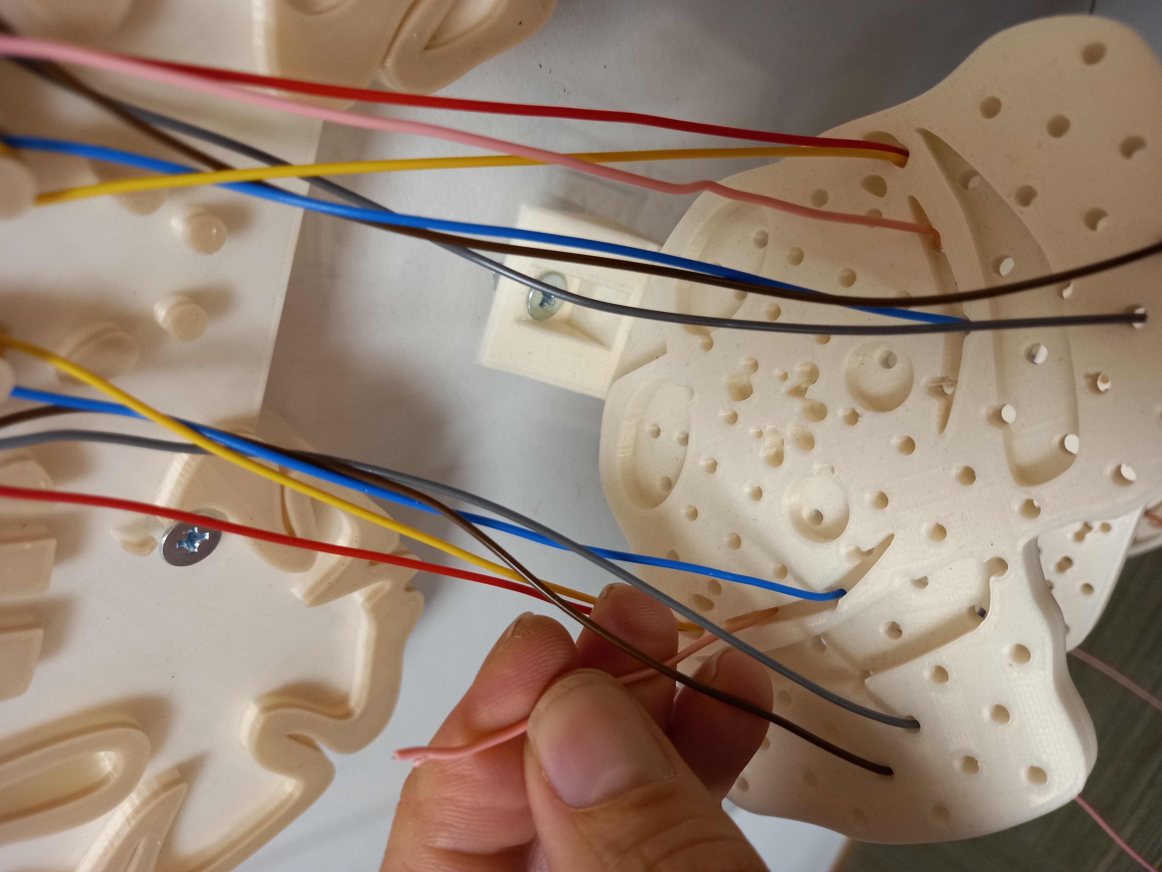 Spinal cord pathways model — miniatura 2