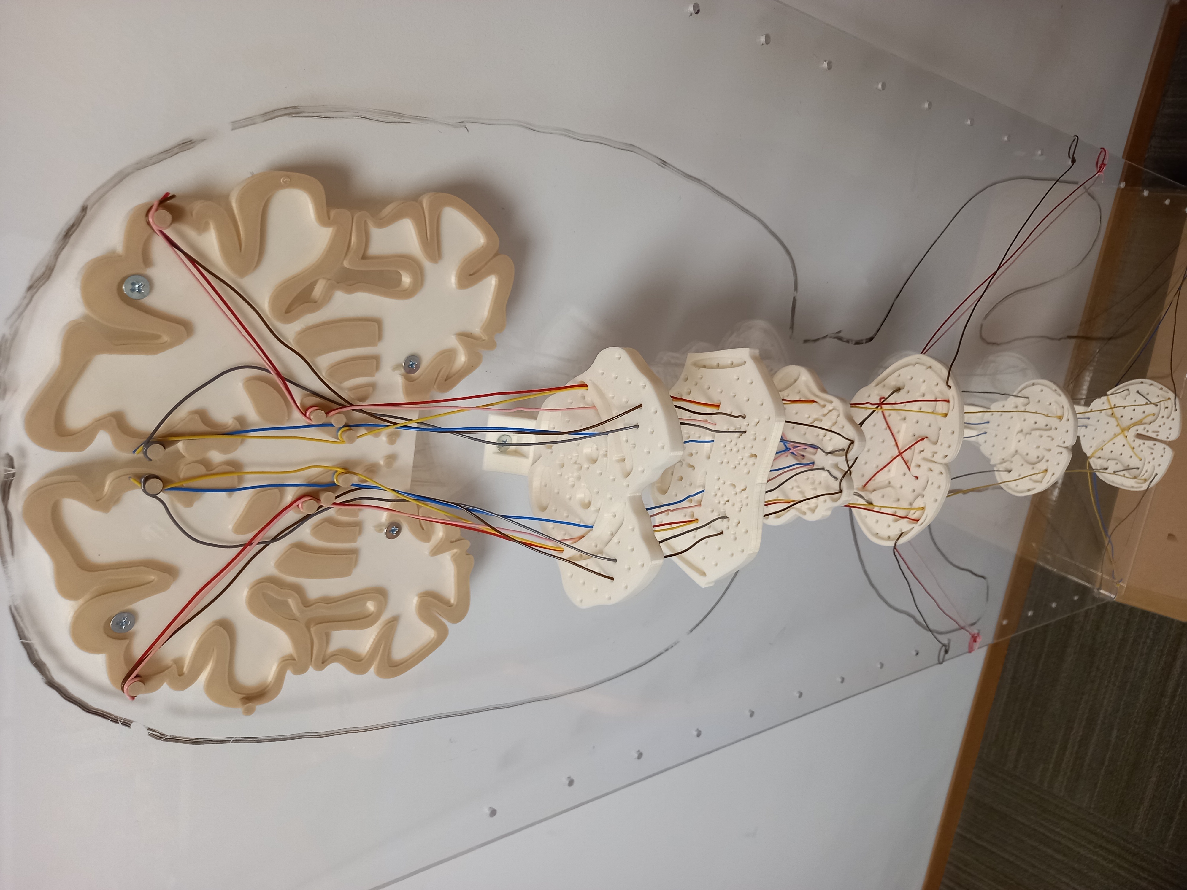 Spinal cord pathways model — miniatura 5