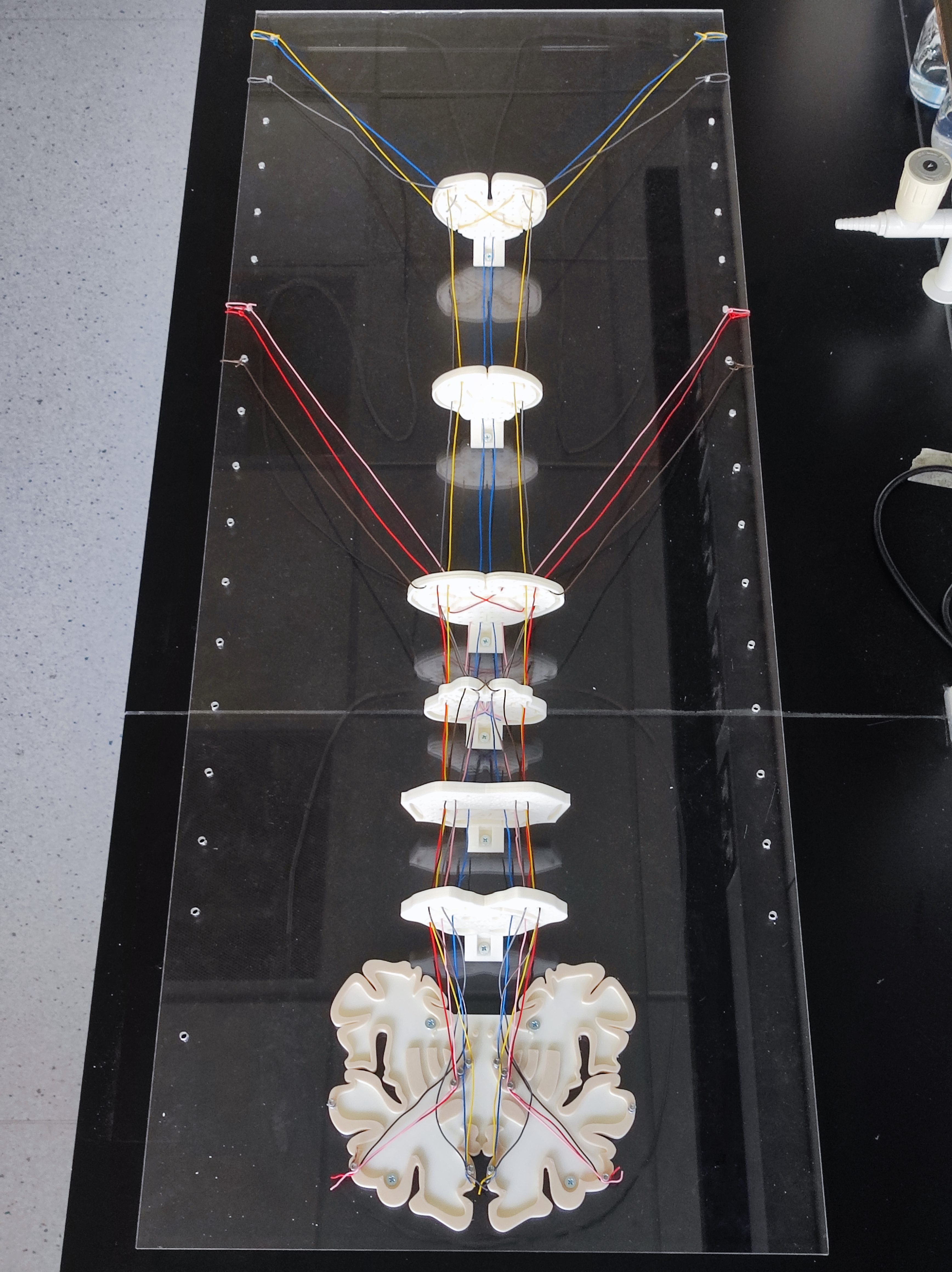 Spinal cord pathways model — miniatura 7