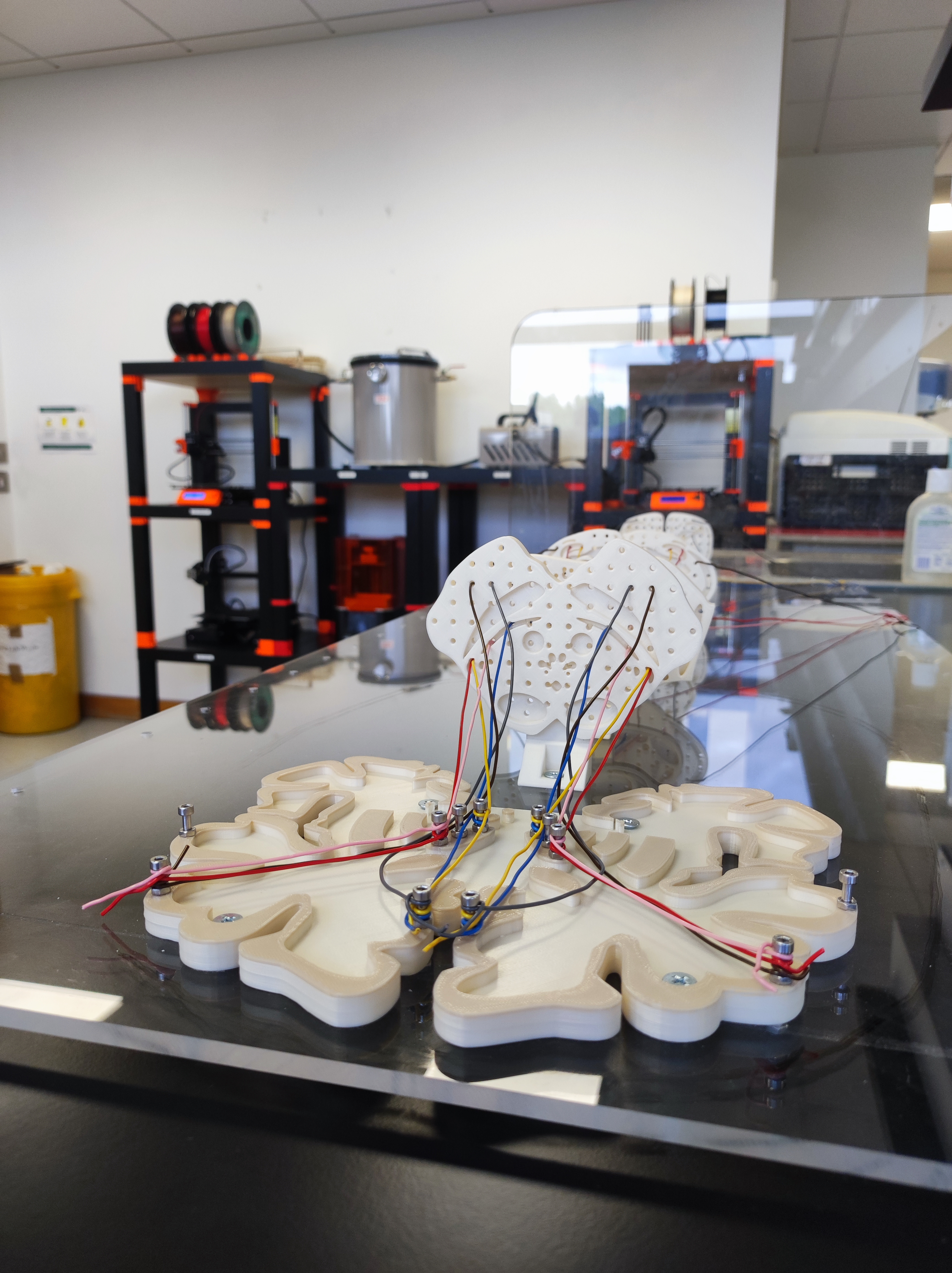 Spinal cord pathways model — miniatura 3