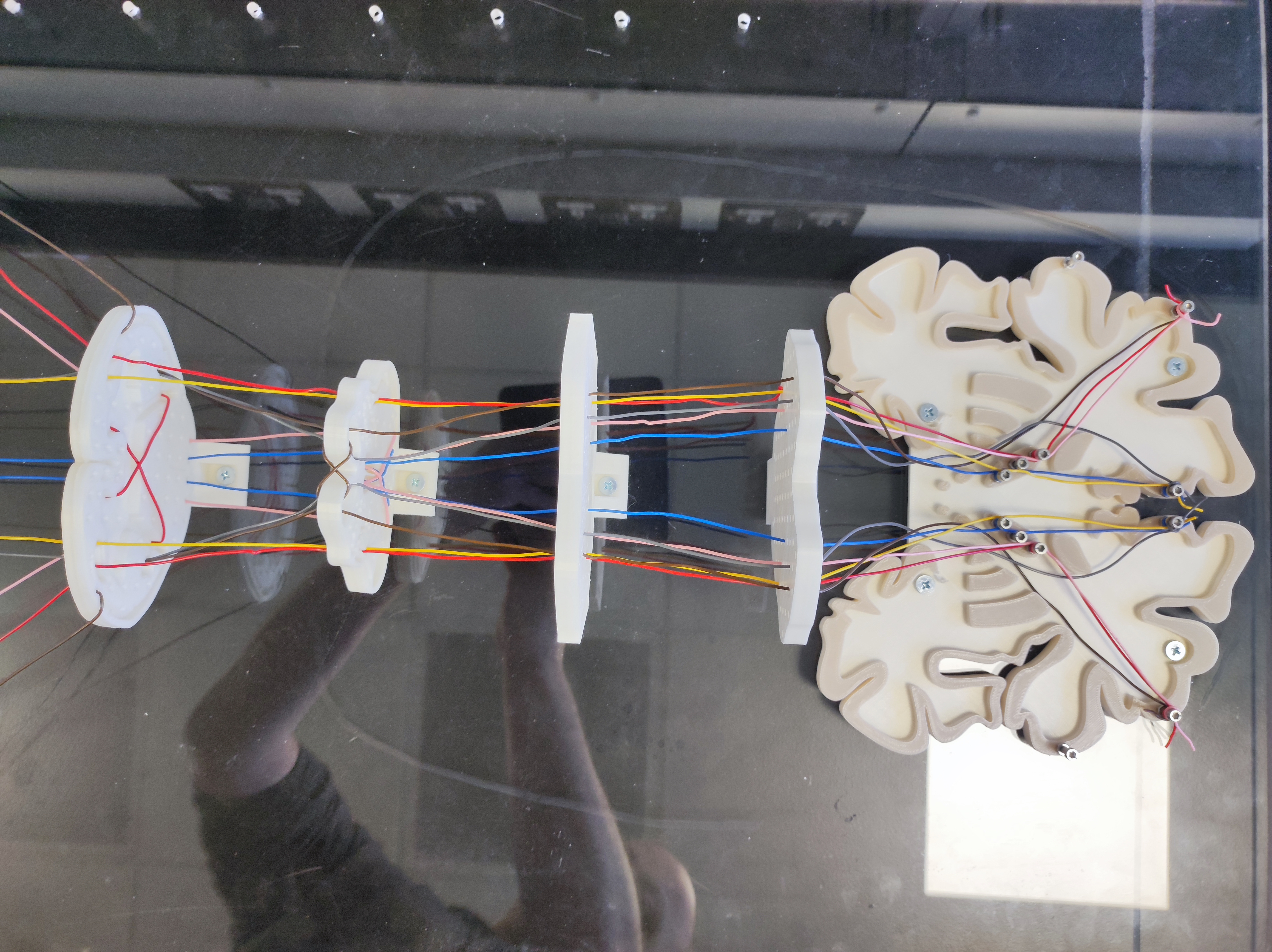 Spinal cord pathways model — miniatura 8