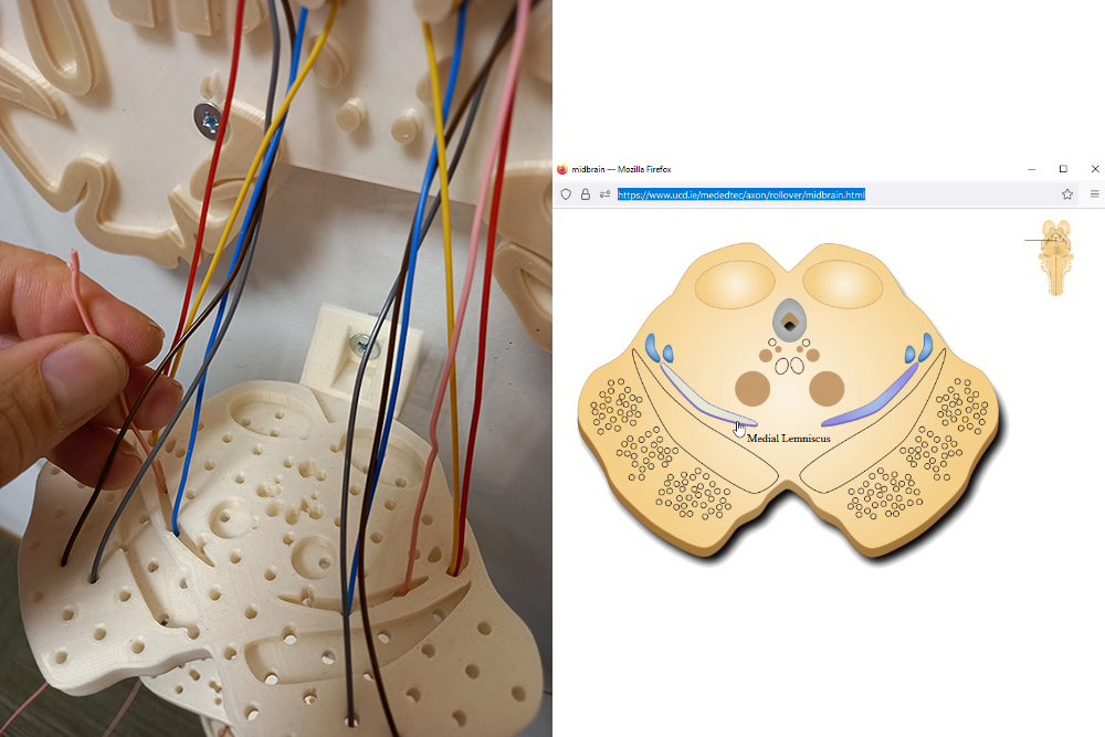 Spinal cord pathways model