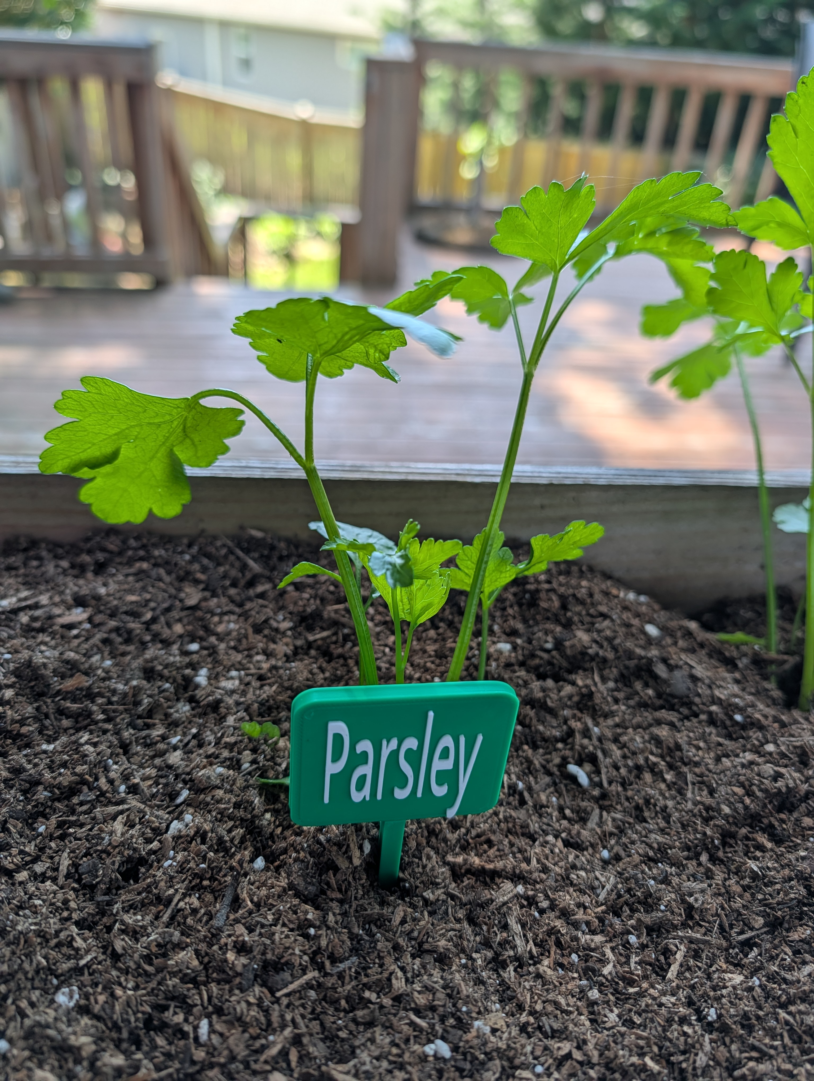 Parsley Plant Tag – Easy Print Garden Marker