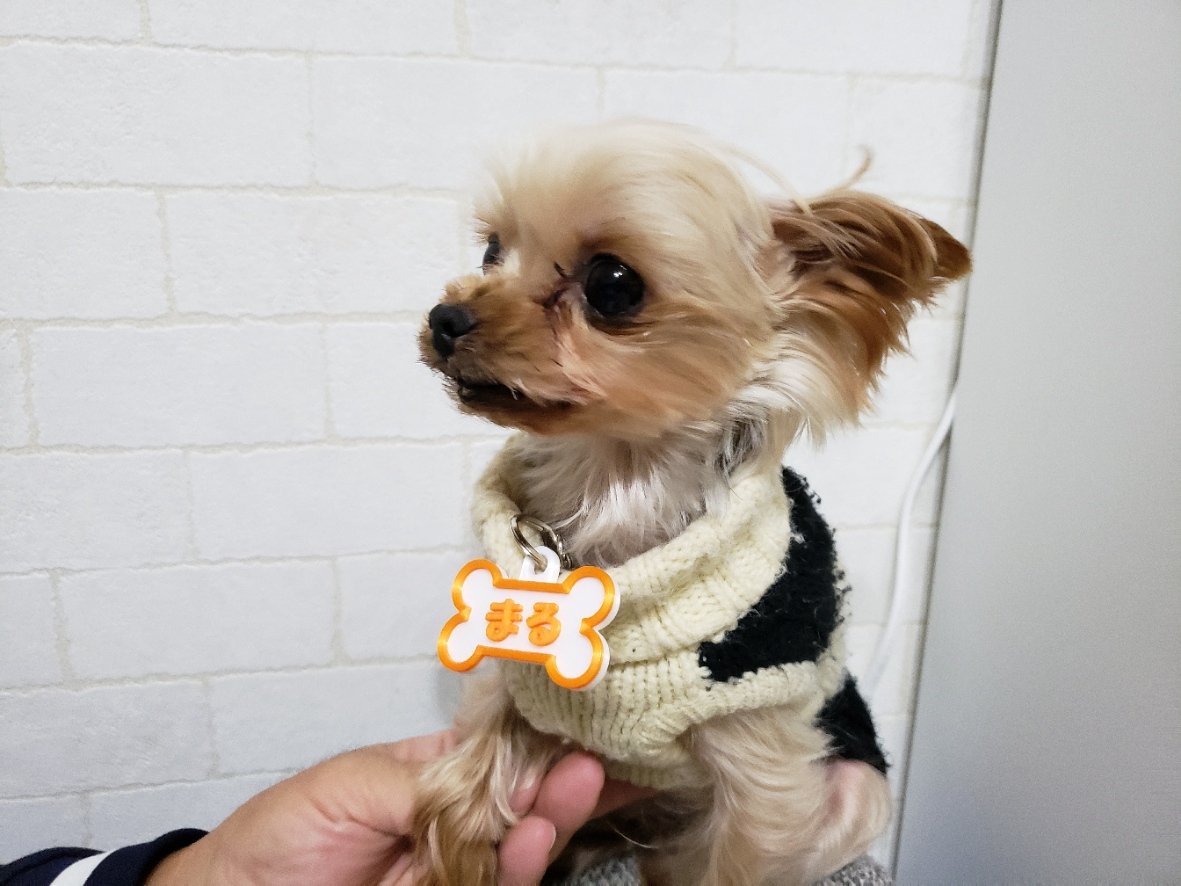 Pet nameplate for dogs