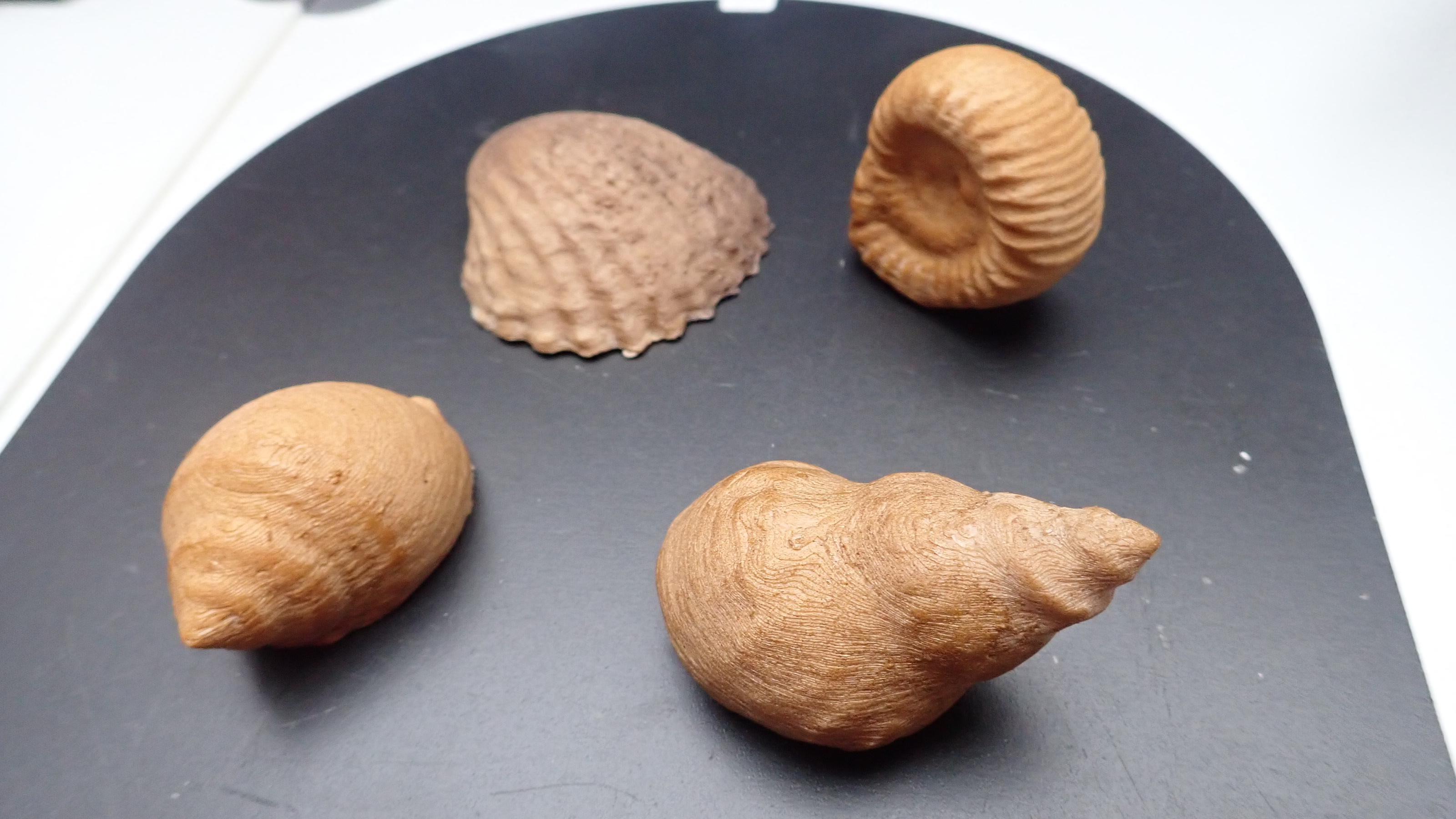 Shells as holder for pinboard