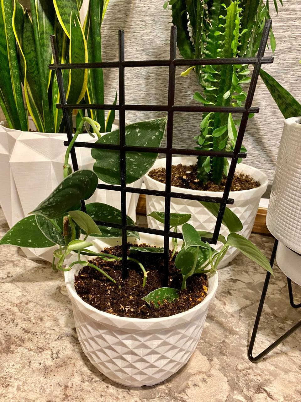 Basic Plant Trellis