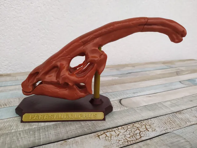 Parasaurolophus skull display - no supports