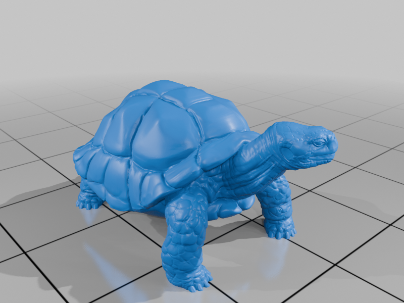 Galapagos tortoise