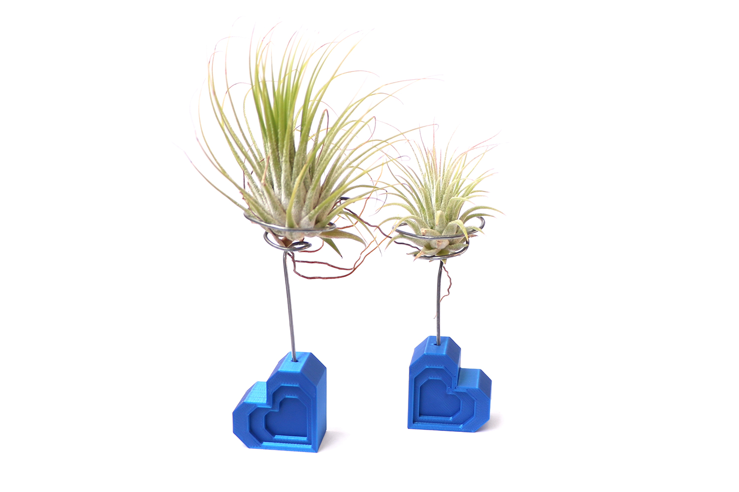 Heart Air Plant Stand (Tillandsia Holder)
