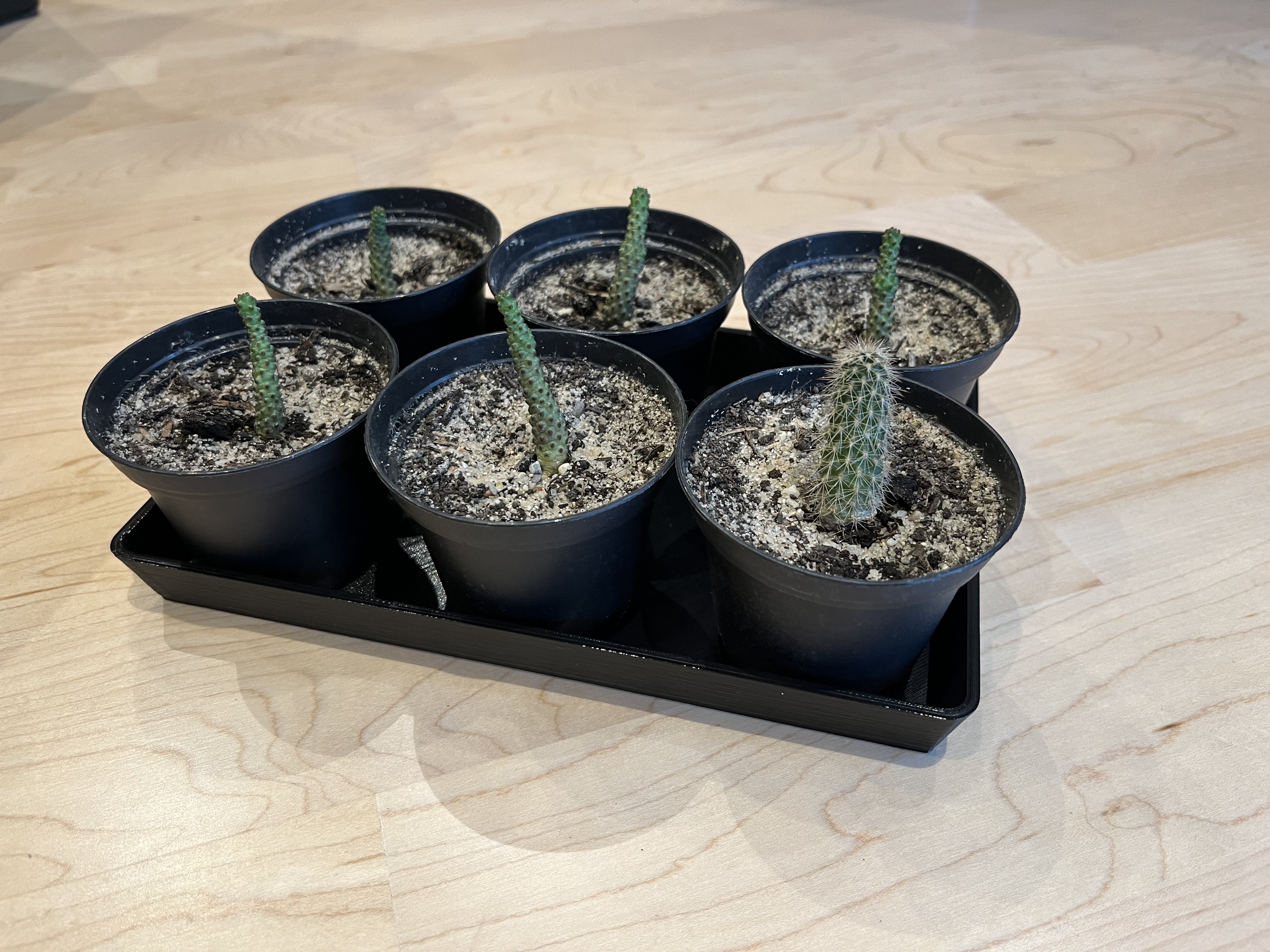 Plantcoaster/ Pflanzenuntersetzer