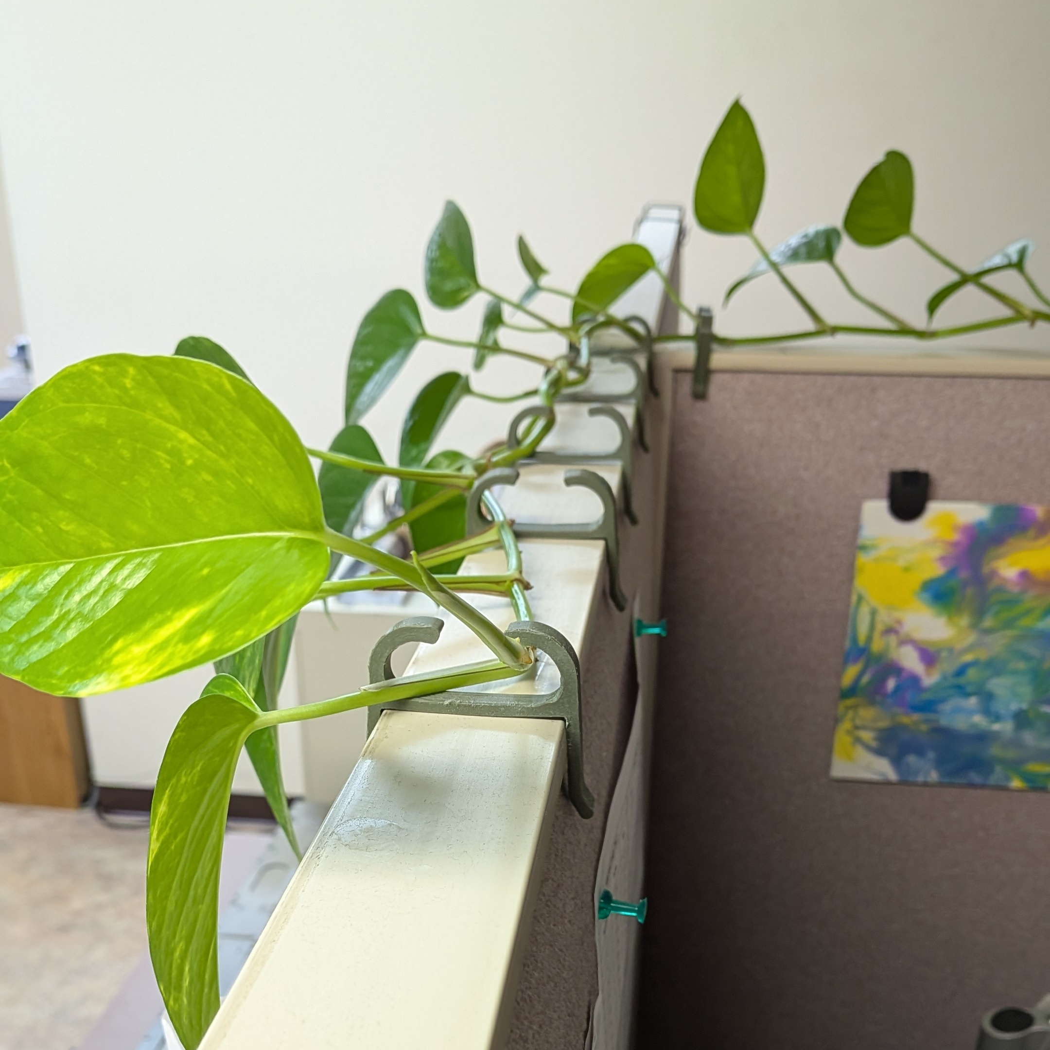 Cubical Wall Plant Hook