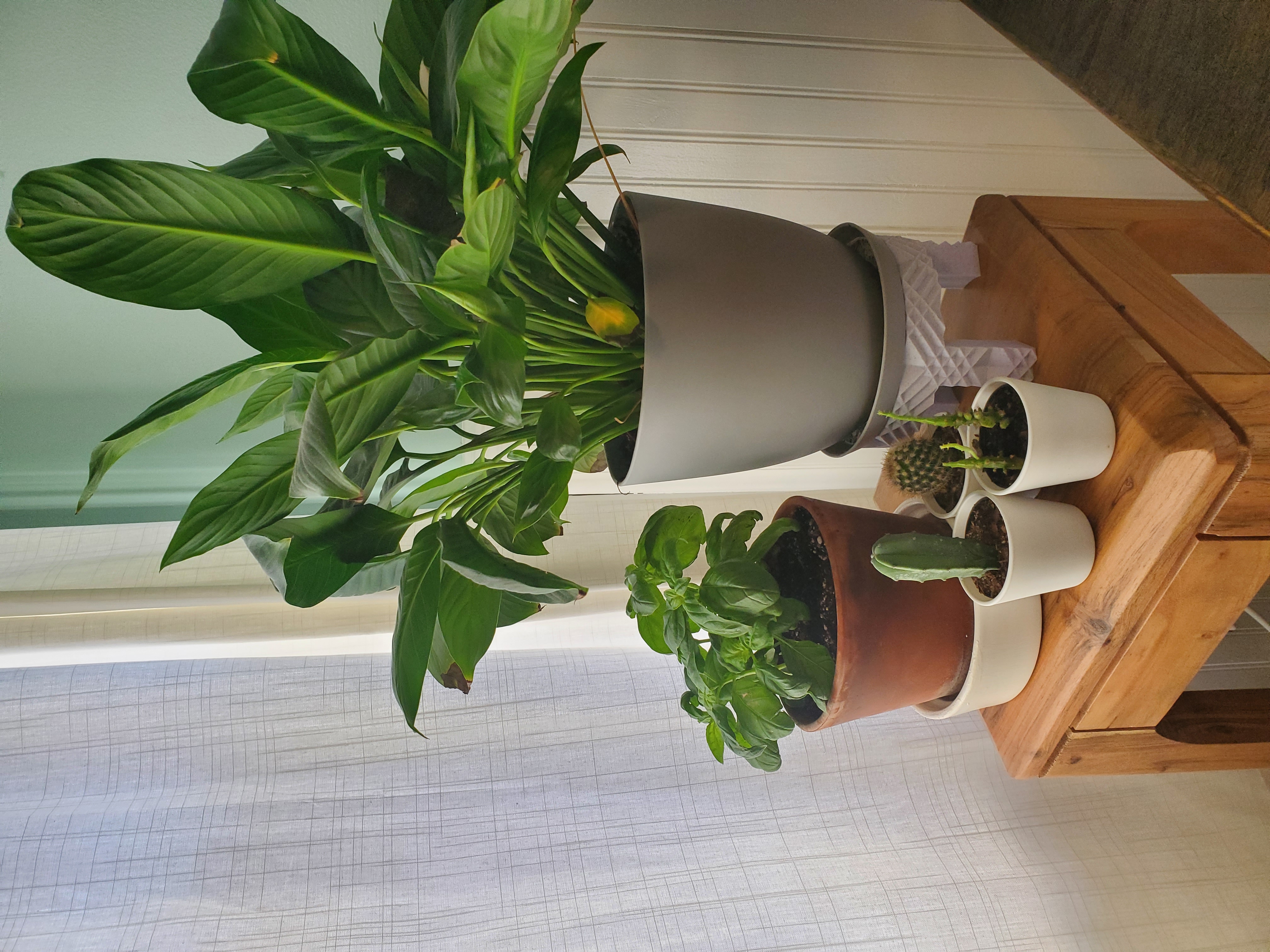 Plant Stand "Florence"