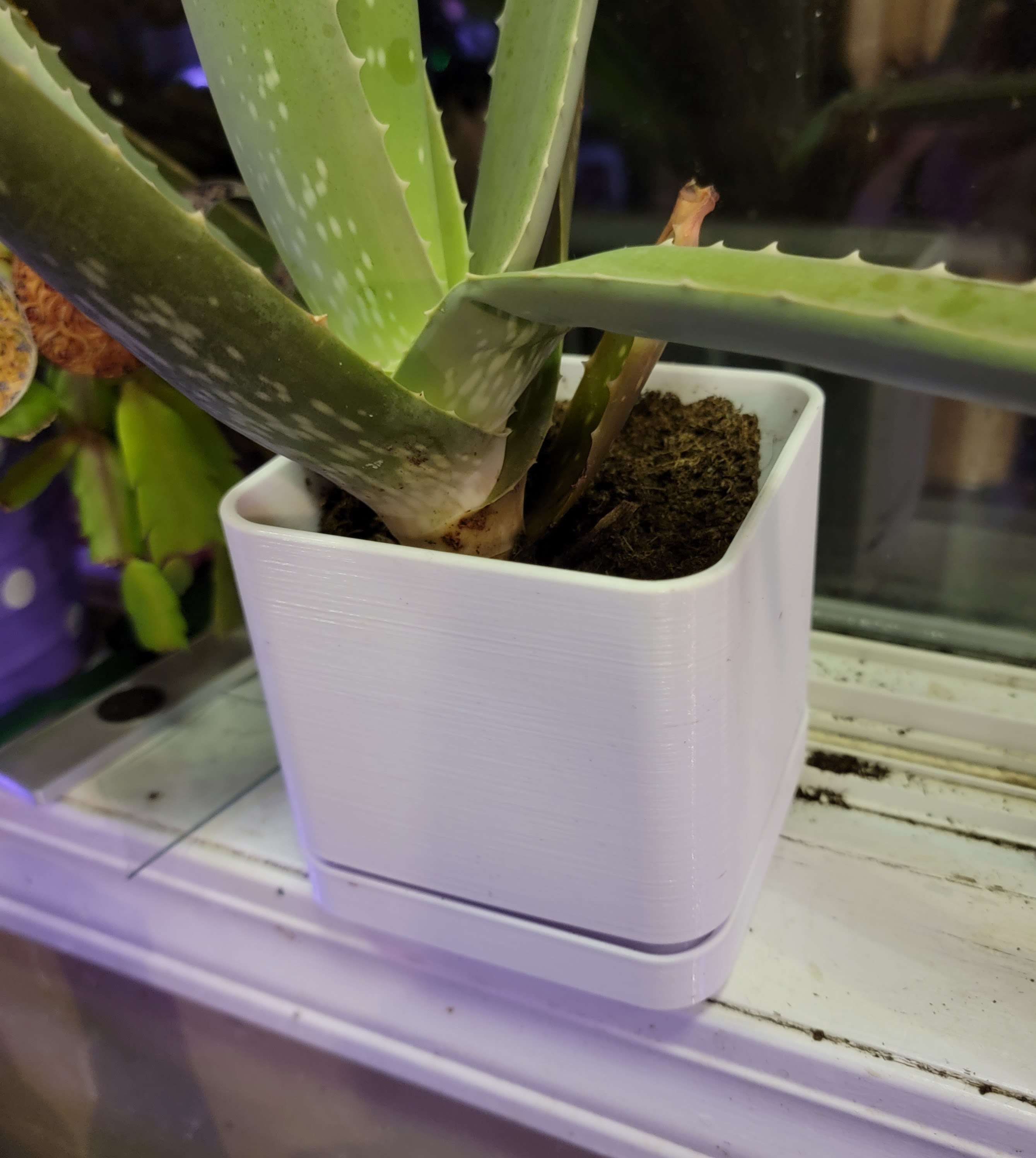 Small Plant Pot W/ Tray