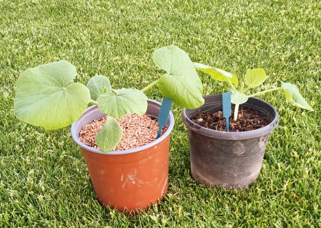 Miniatura 3 do modelo 3D Seedling lables
