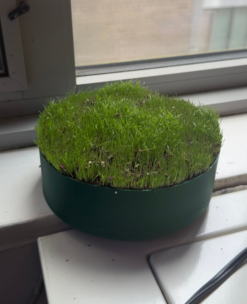 Desktop Lawn