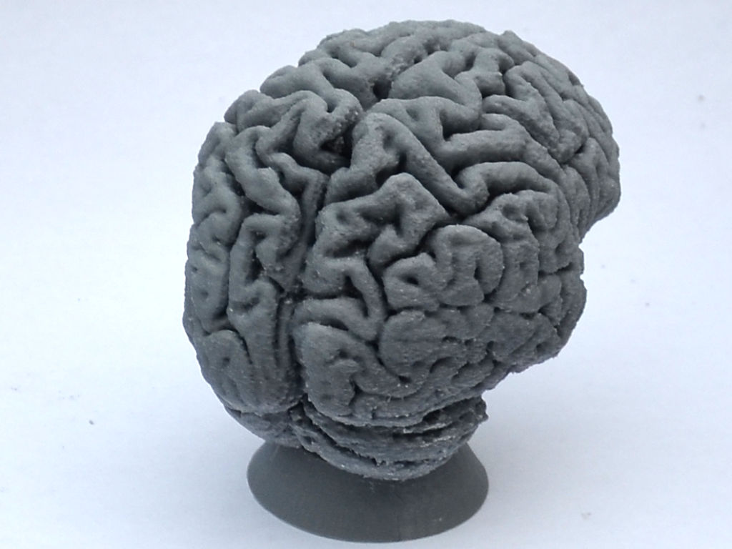 Miniatura 2 do modelo 3D Human Brain